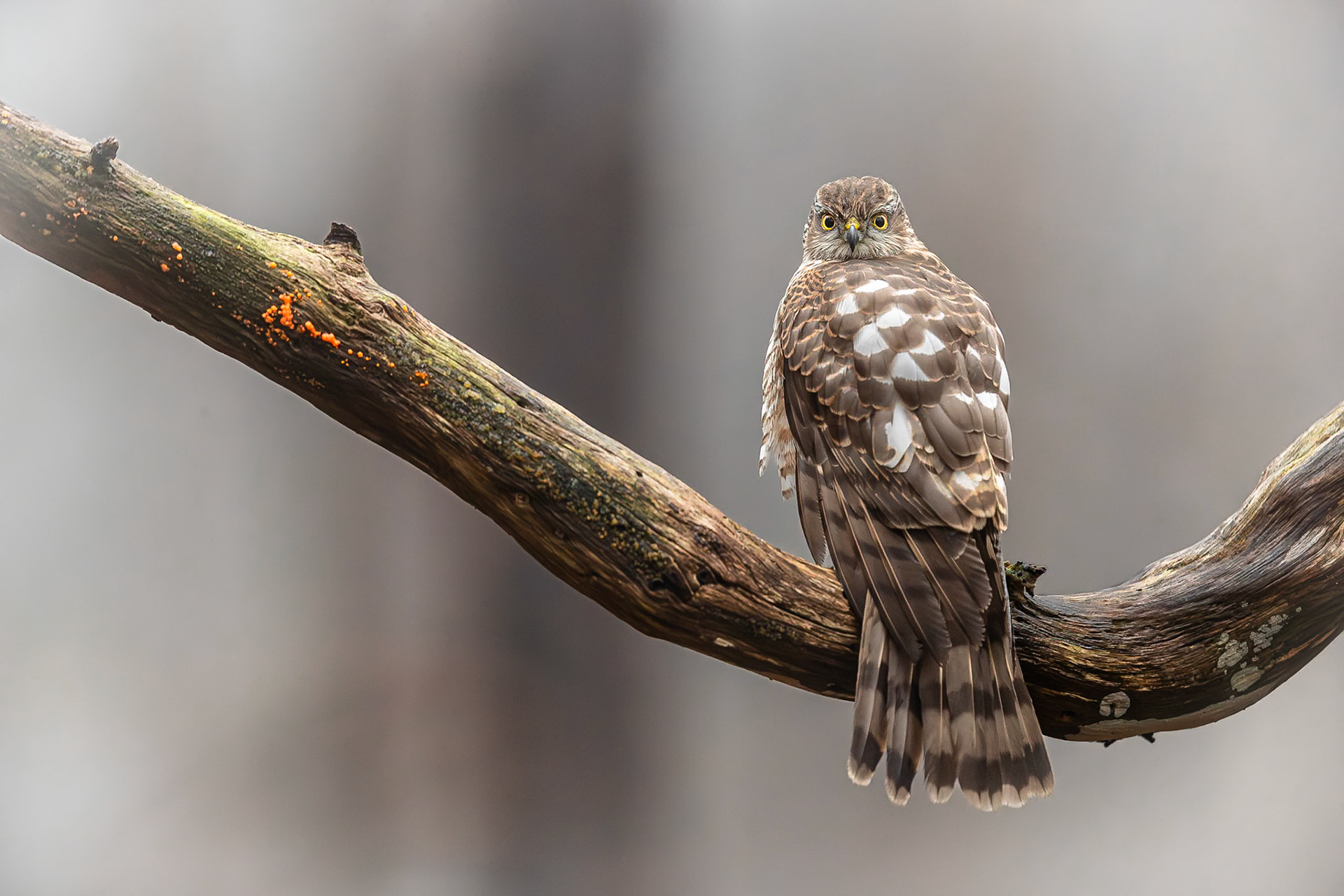 Sperwer / Eurasian sparrowhawk (Accipiter nisus)