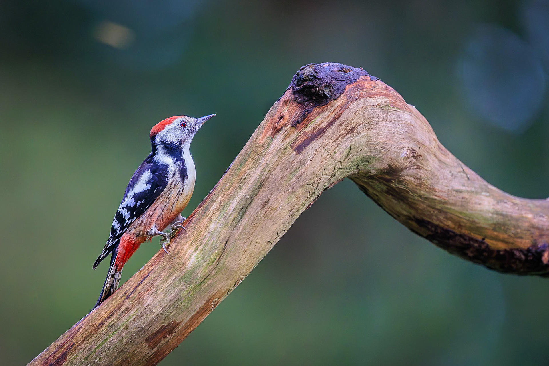 Middelste bonte specht / Middle spotted woodpecker (Dendrocoptes medius)