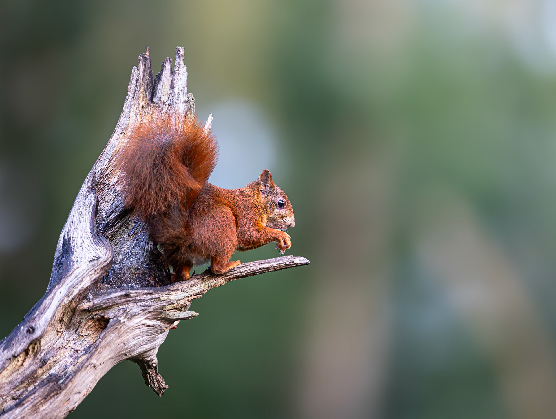 Eekhoorn / Eurasian red squirrel (Sciurus vulgaris)