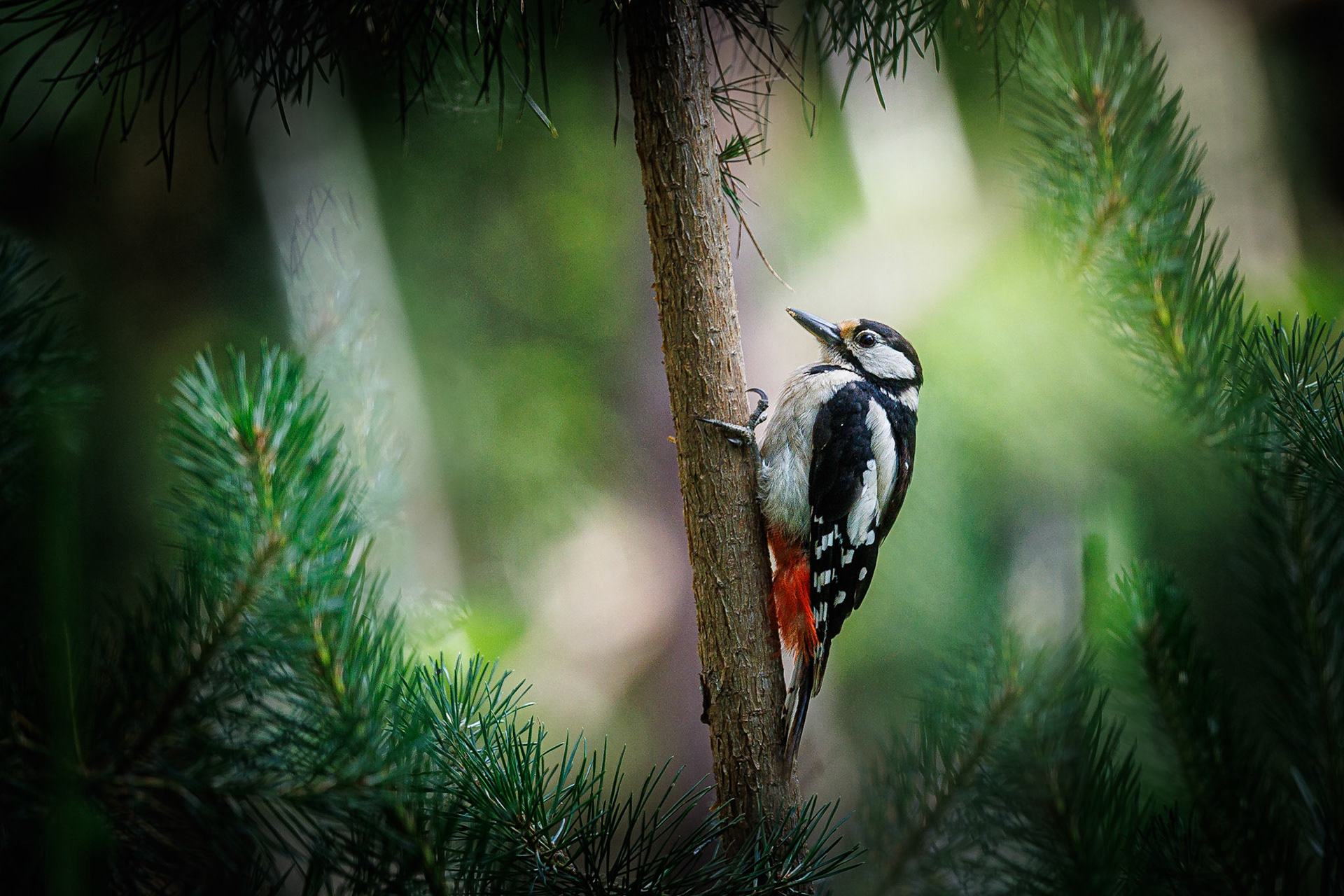 Grote bonte specht / Great spotted woodpecker (Dendrocopos major)