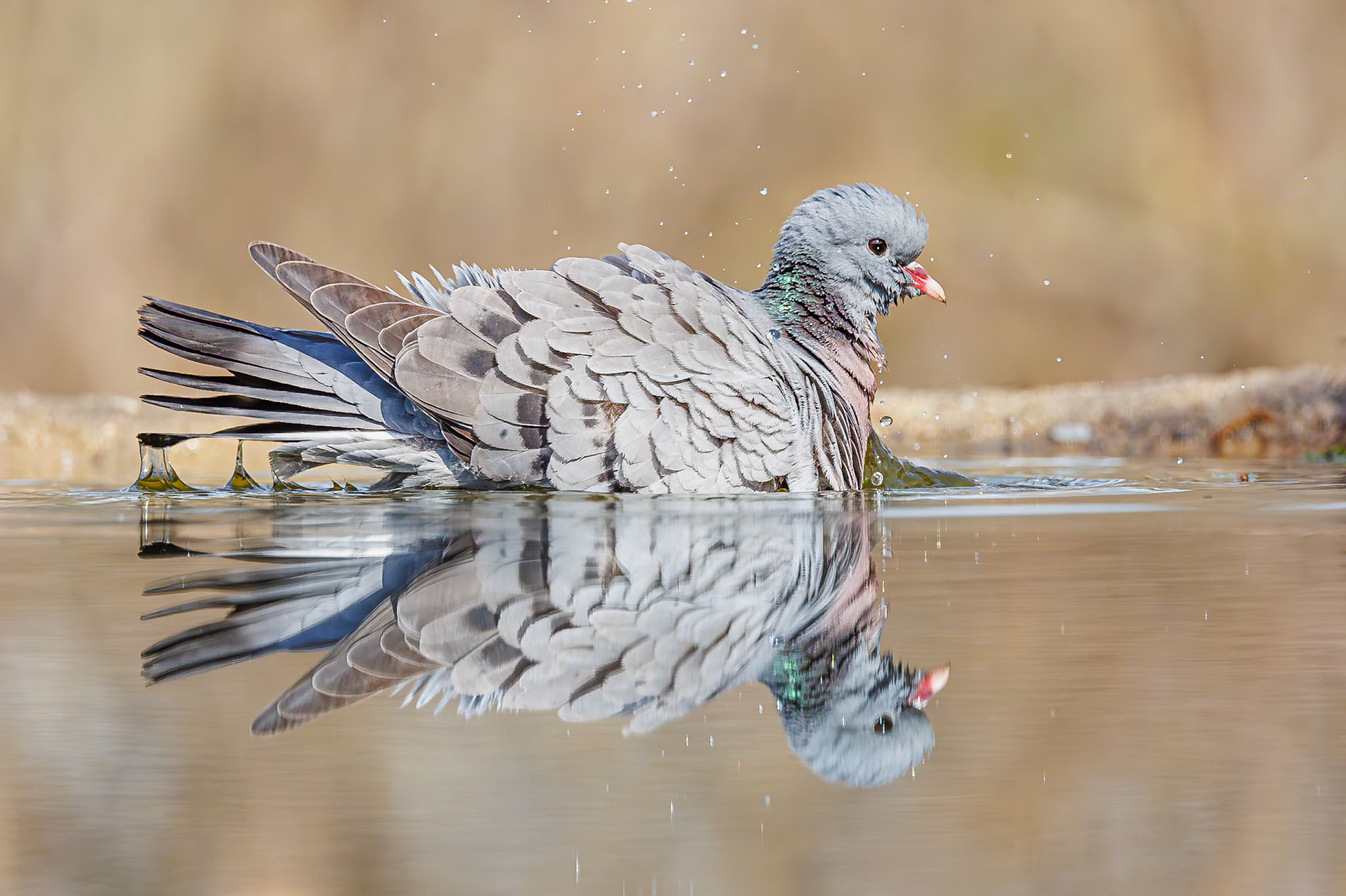 Holenduif / Stock Dove (Columba oenas)