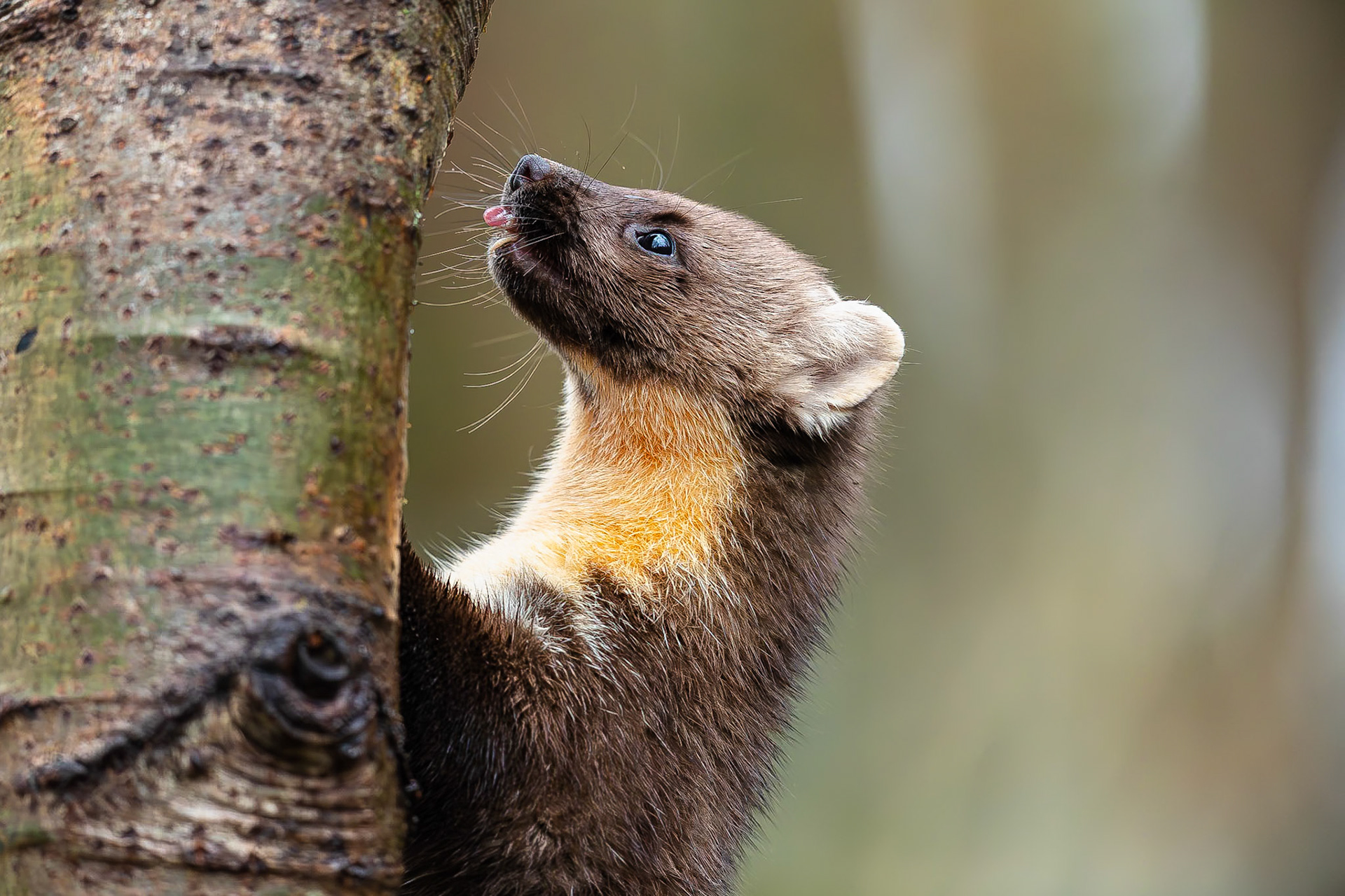 Boommarter / Pine martin (Martes martes)