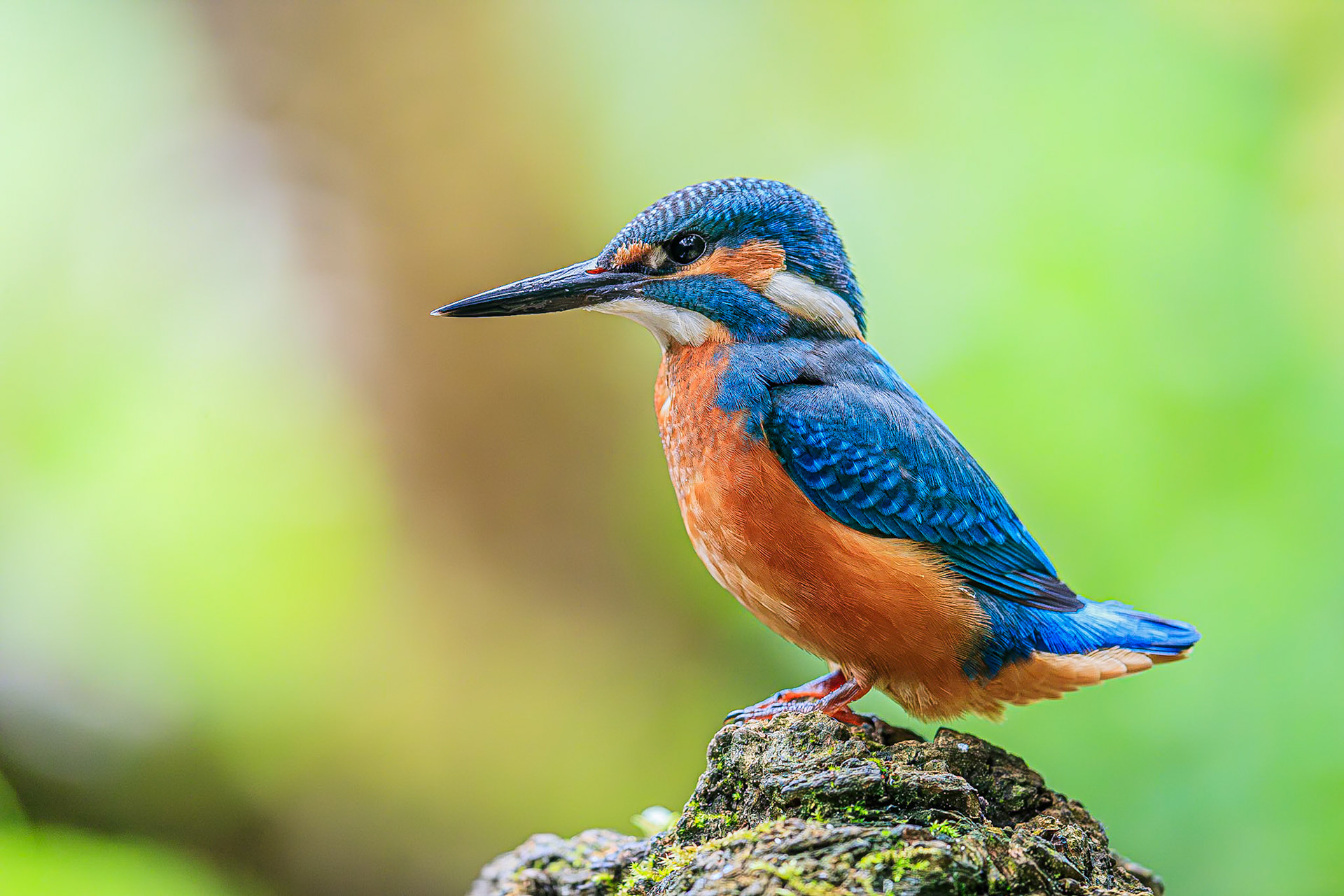 IJsvogel / Common kingfisher (Alcedo atthis)