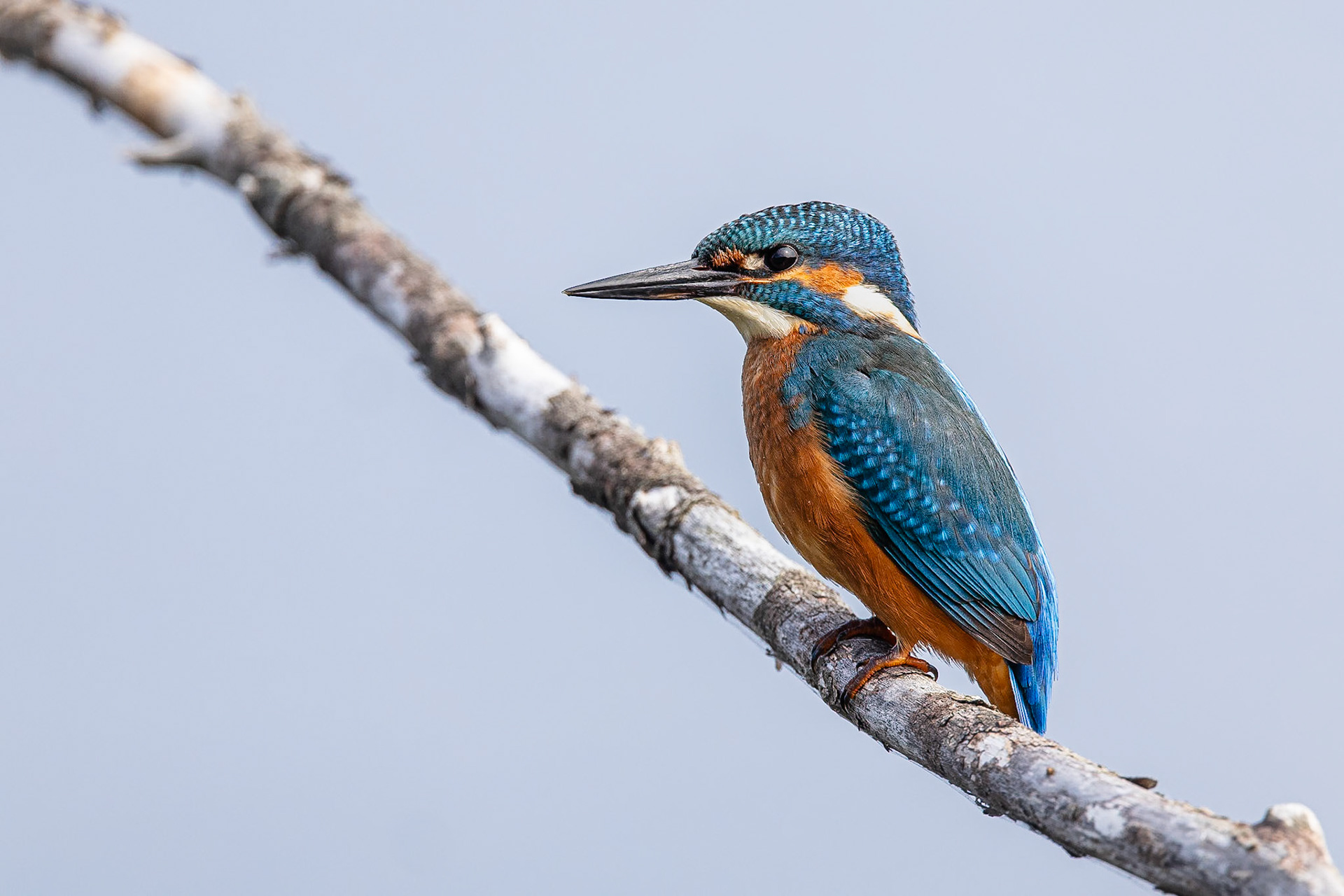 IJsvogel / Common kingfisher (Alcedo atthis)