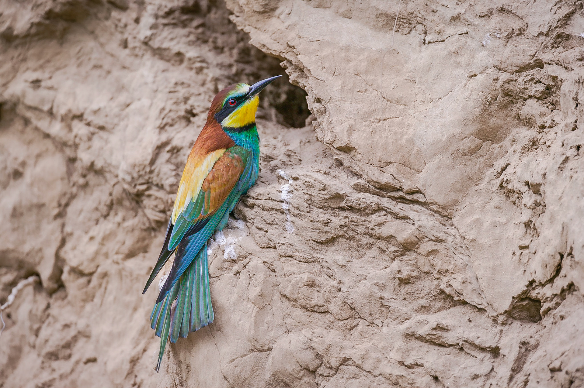 Europese Bijeneter / European Bee-eater (Merops apiaster)