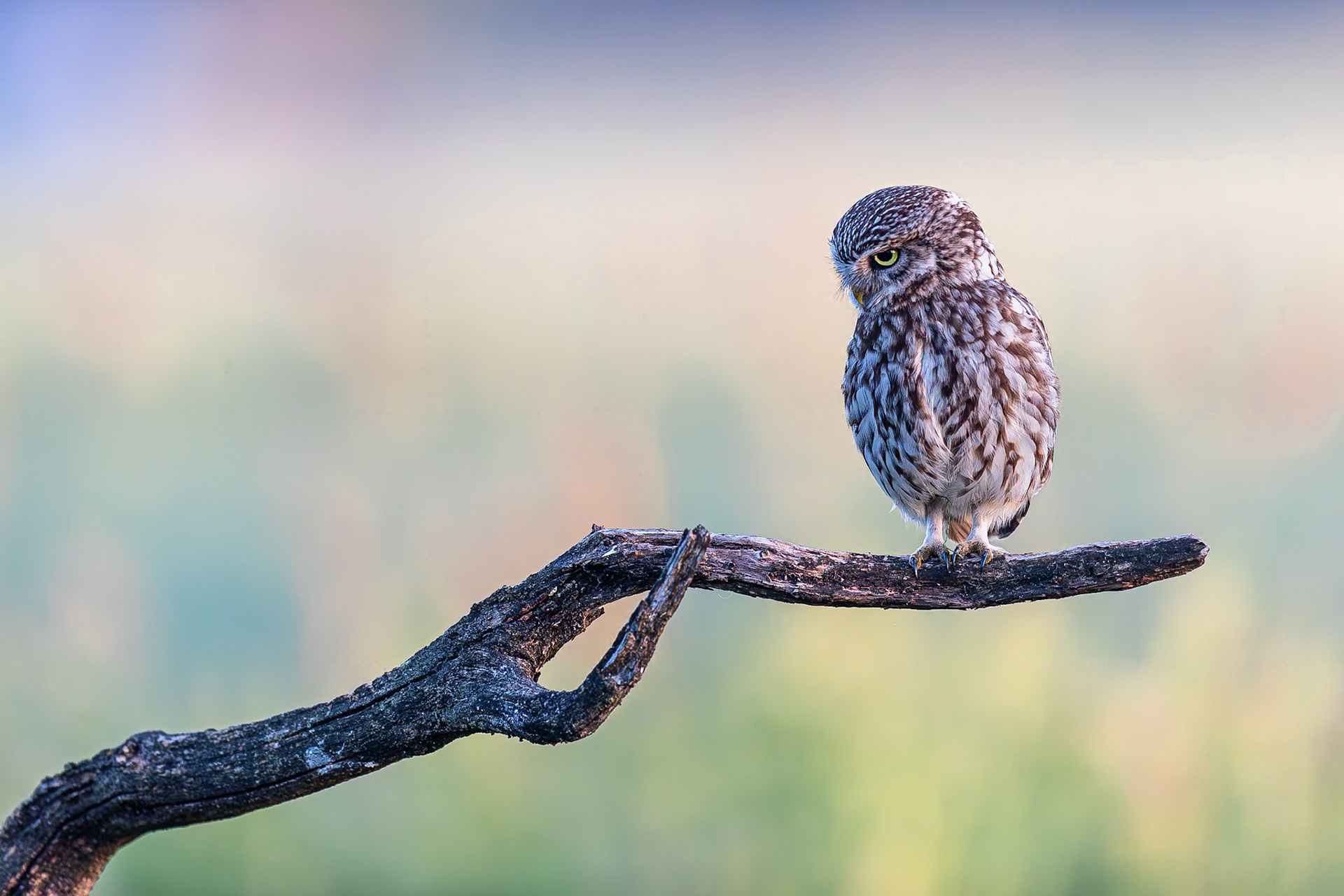 Steenuil / Little Owl (Athene noctua)