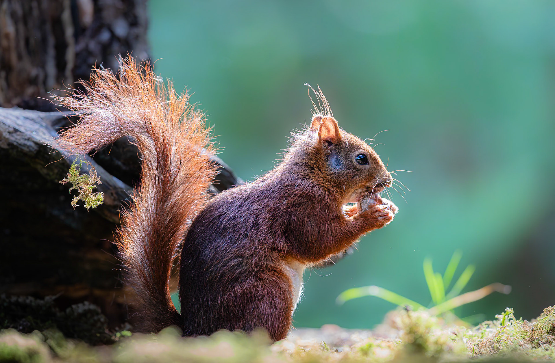Eekhoorn / Eurasian red squirrel (Sciurus vulgaris)