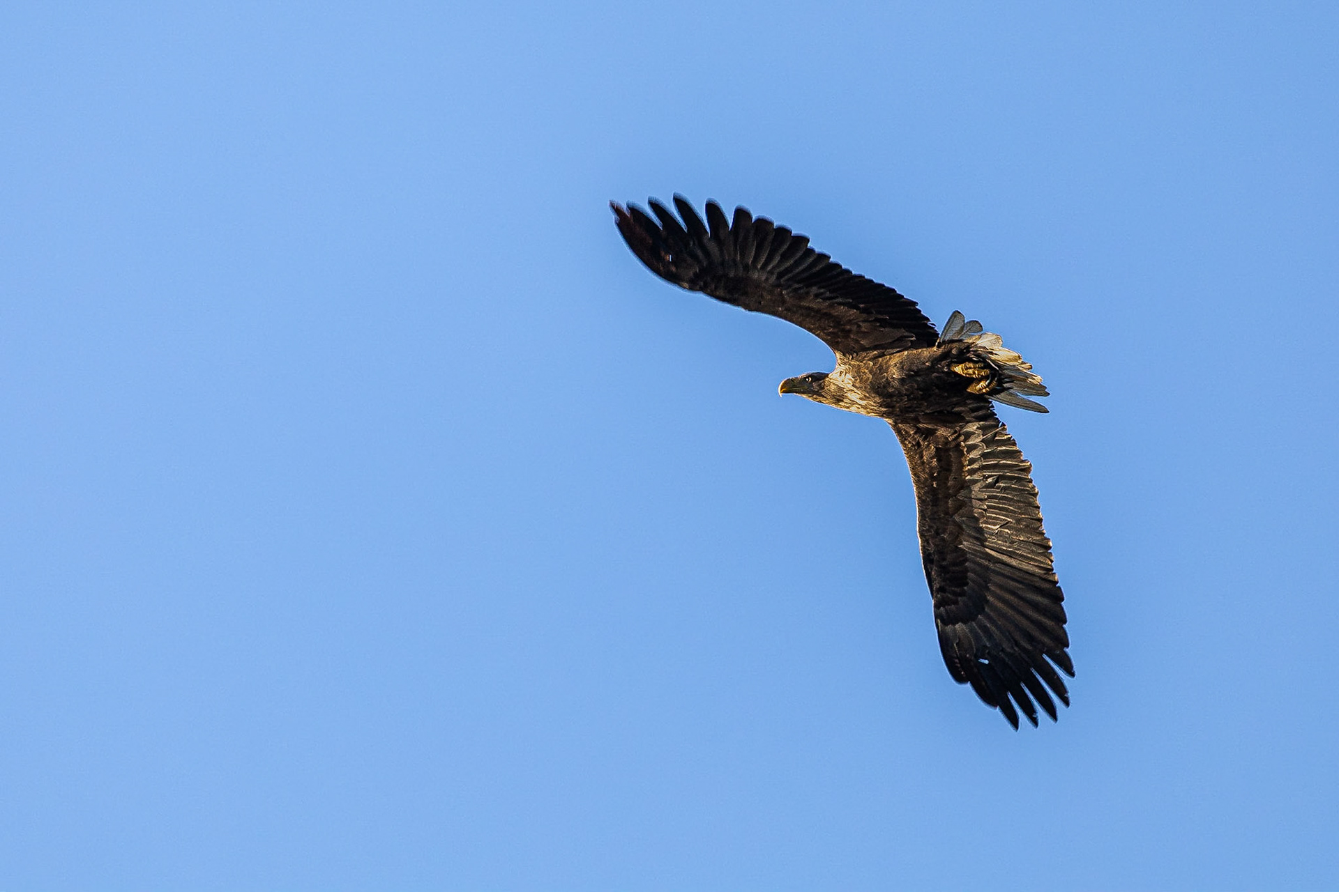 Zeearend / White-tailed eagle (Haliaeetus albicilla)