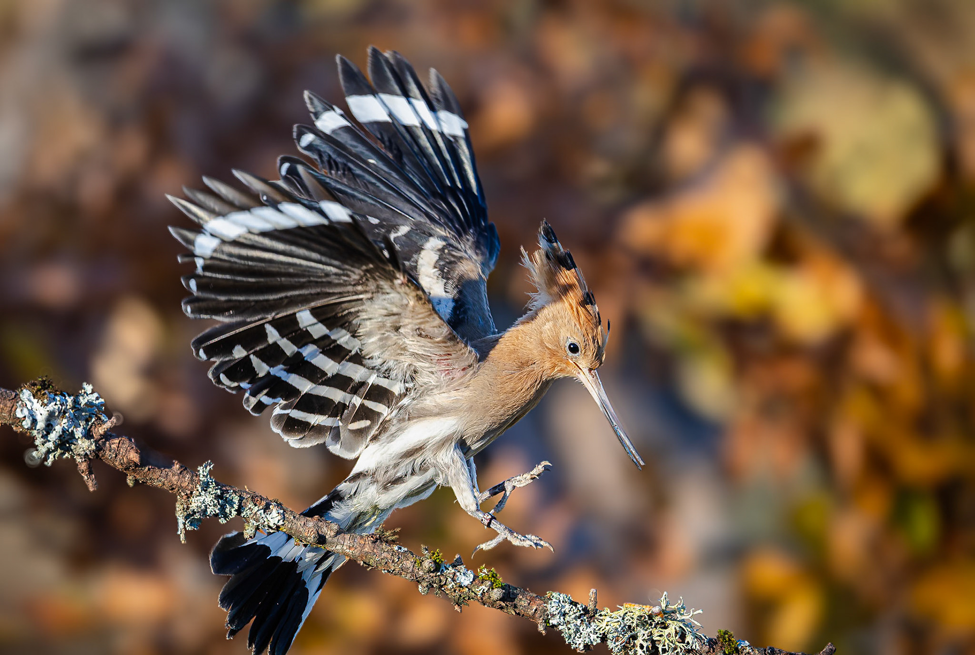 Hop / Hoopoe (Upupa epops)