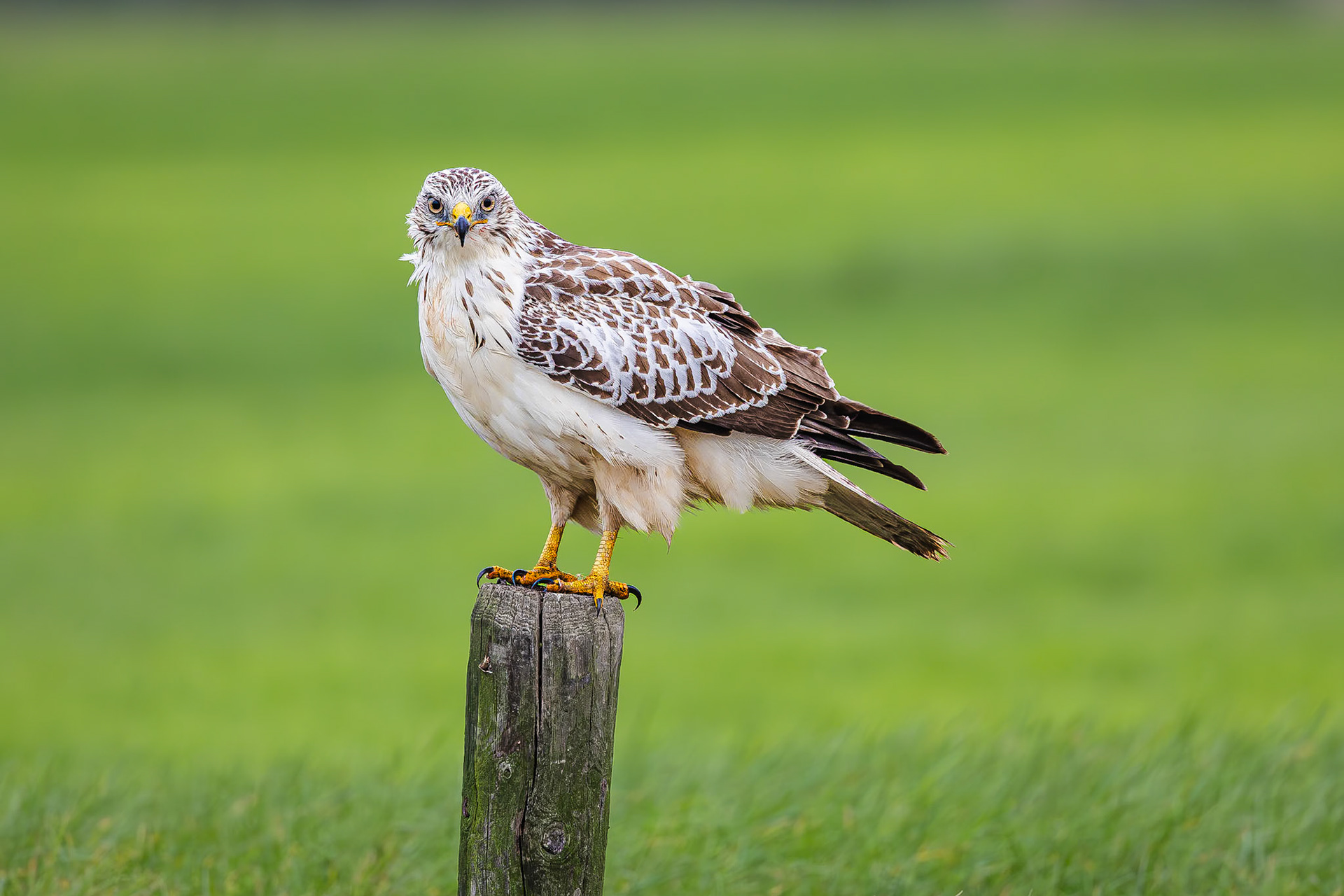 Buizerd / Common buzzard (Buteo buteo)