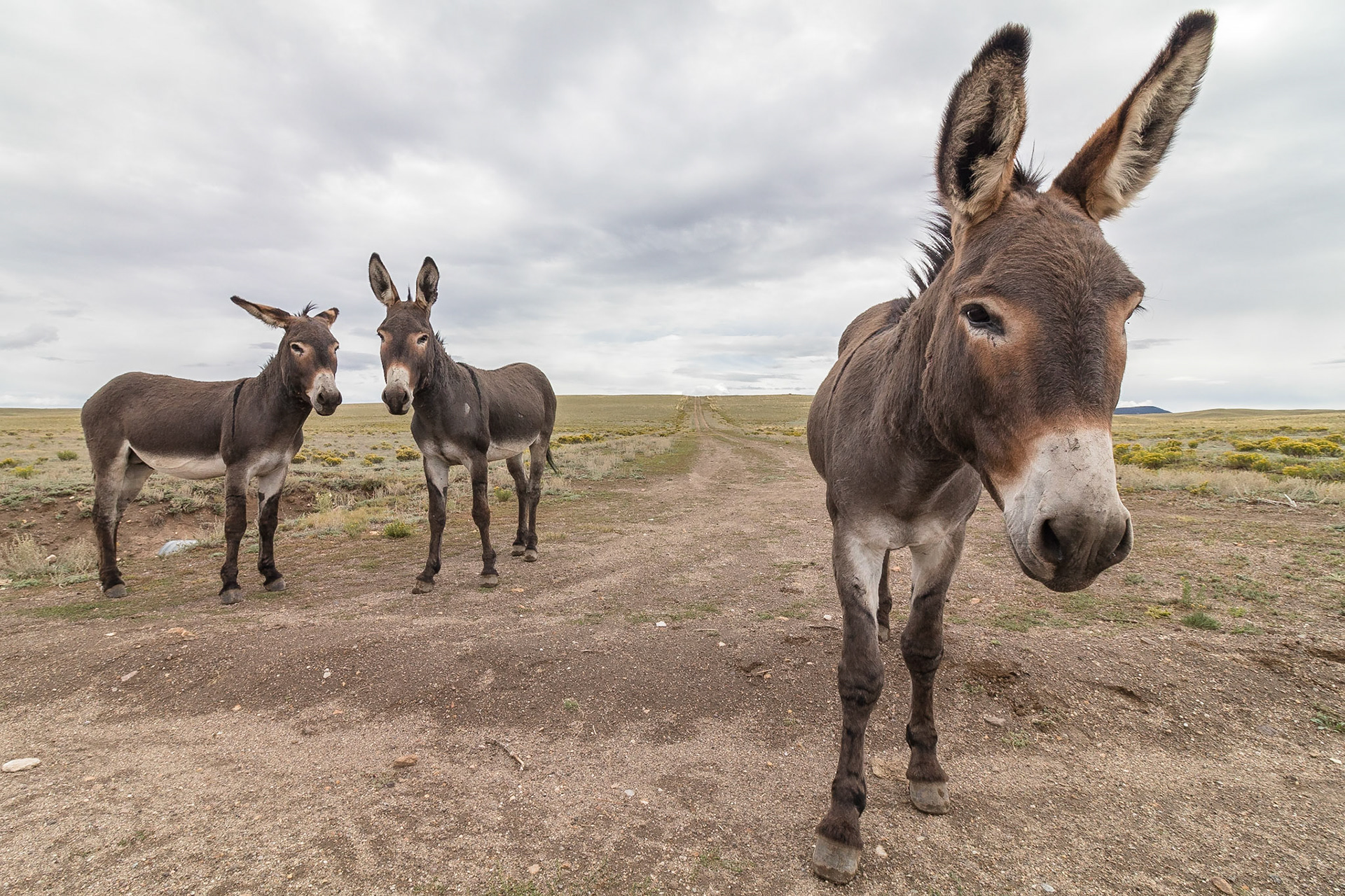 Wild Burro: These are the feral (descended from domestic stock that has gone wild over generations) asses which run wild in the Western part of the United States.