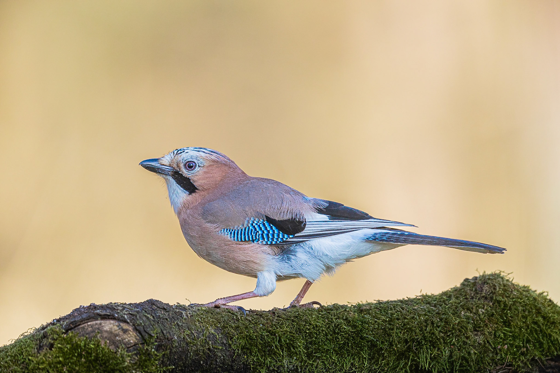 Gaai / Eurasian jay (Garrulus glandarius)