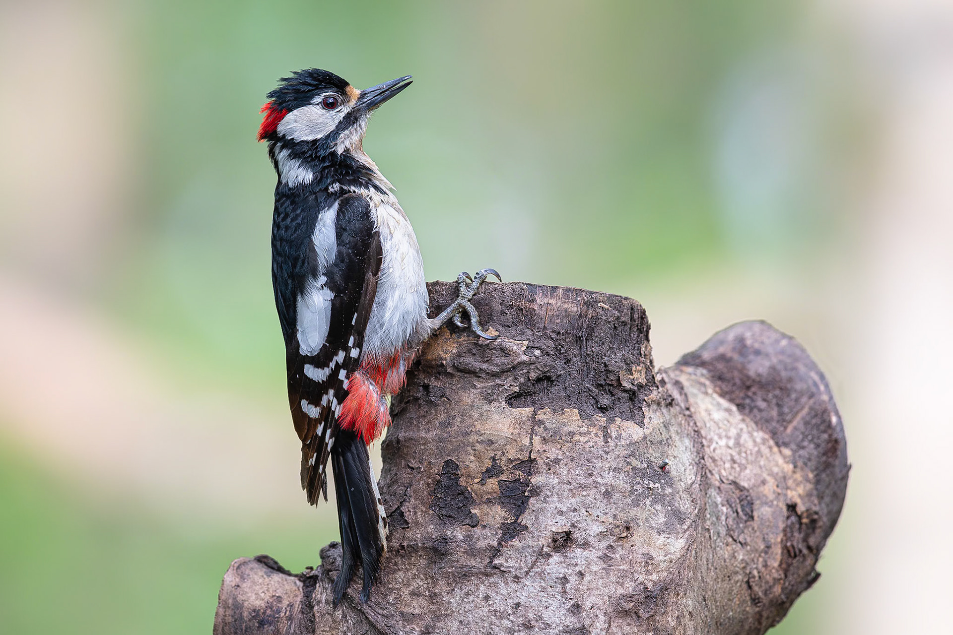 Grote bonte specht / Great spotted woodpecker (Dendrocopos major)