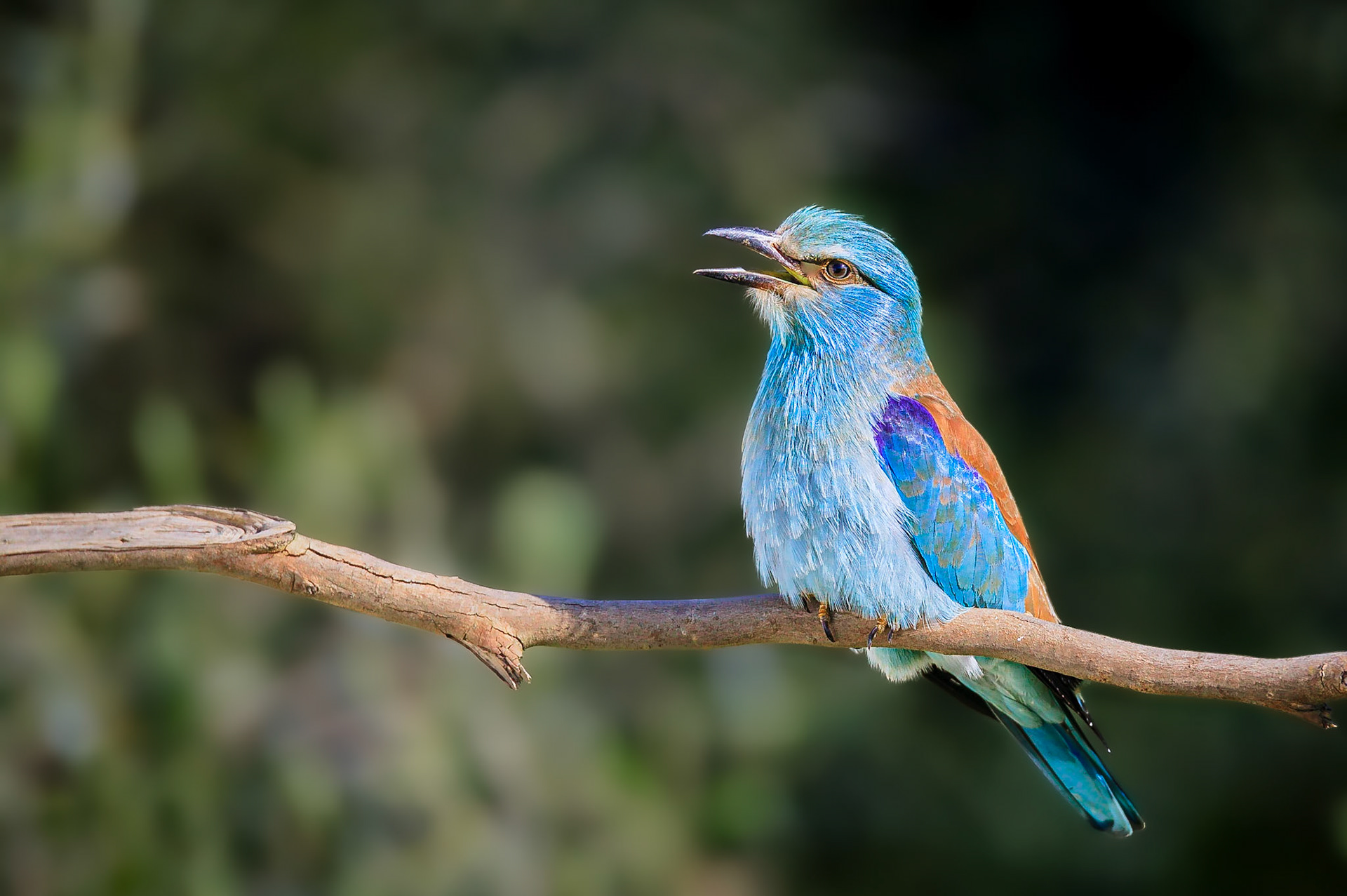 Scharrelaar / European Roller (Coracias garrulus)