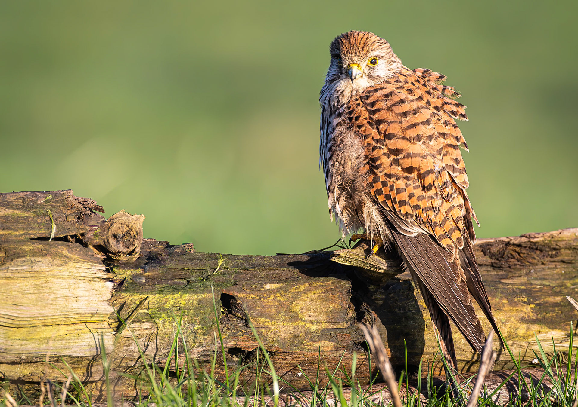 Torenvalk / Common kestrel (Falco tinnunculus)