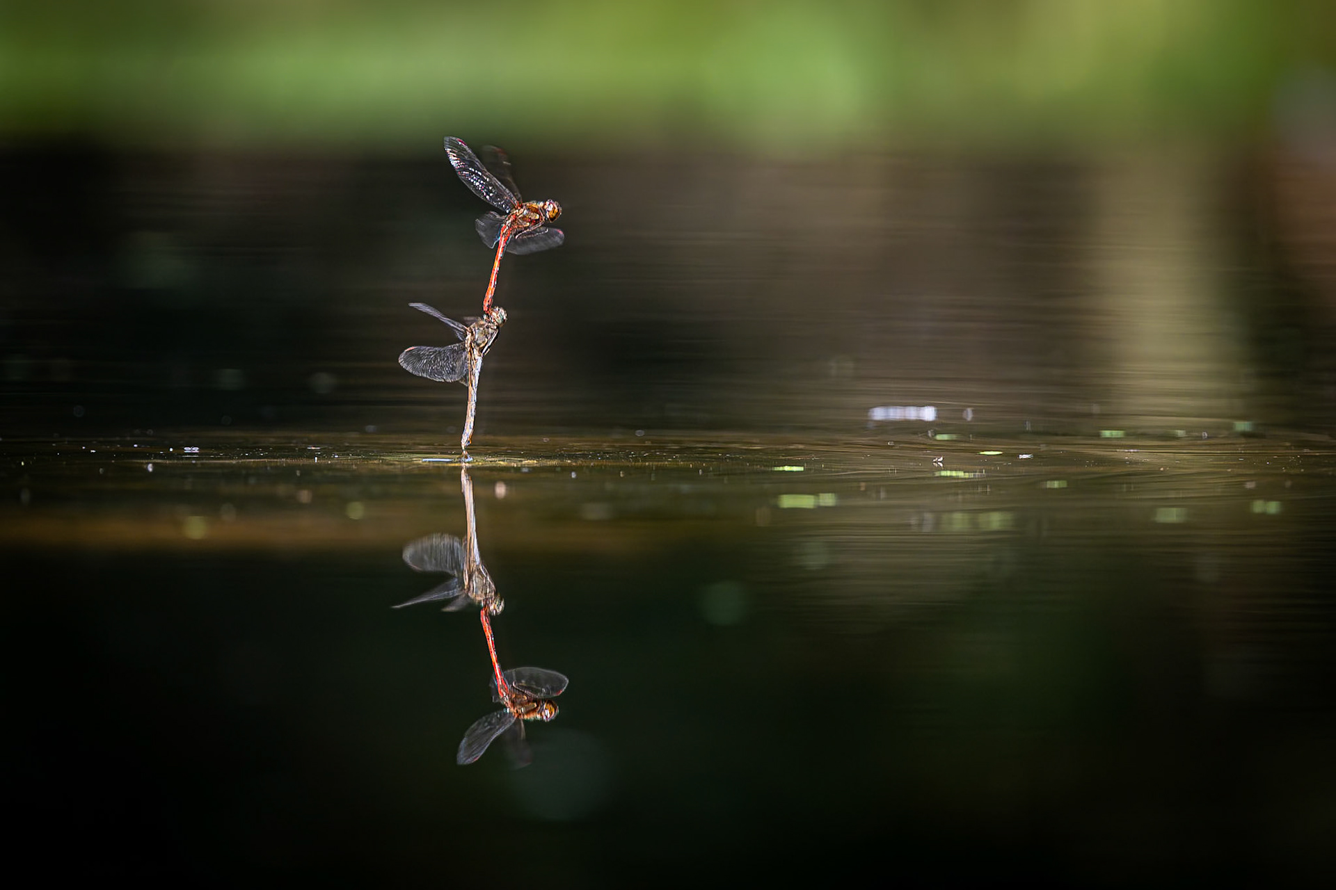 Bruinrode heidelibel / Common Darter Dragonfly (Sympetrum striolatum)