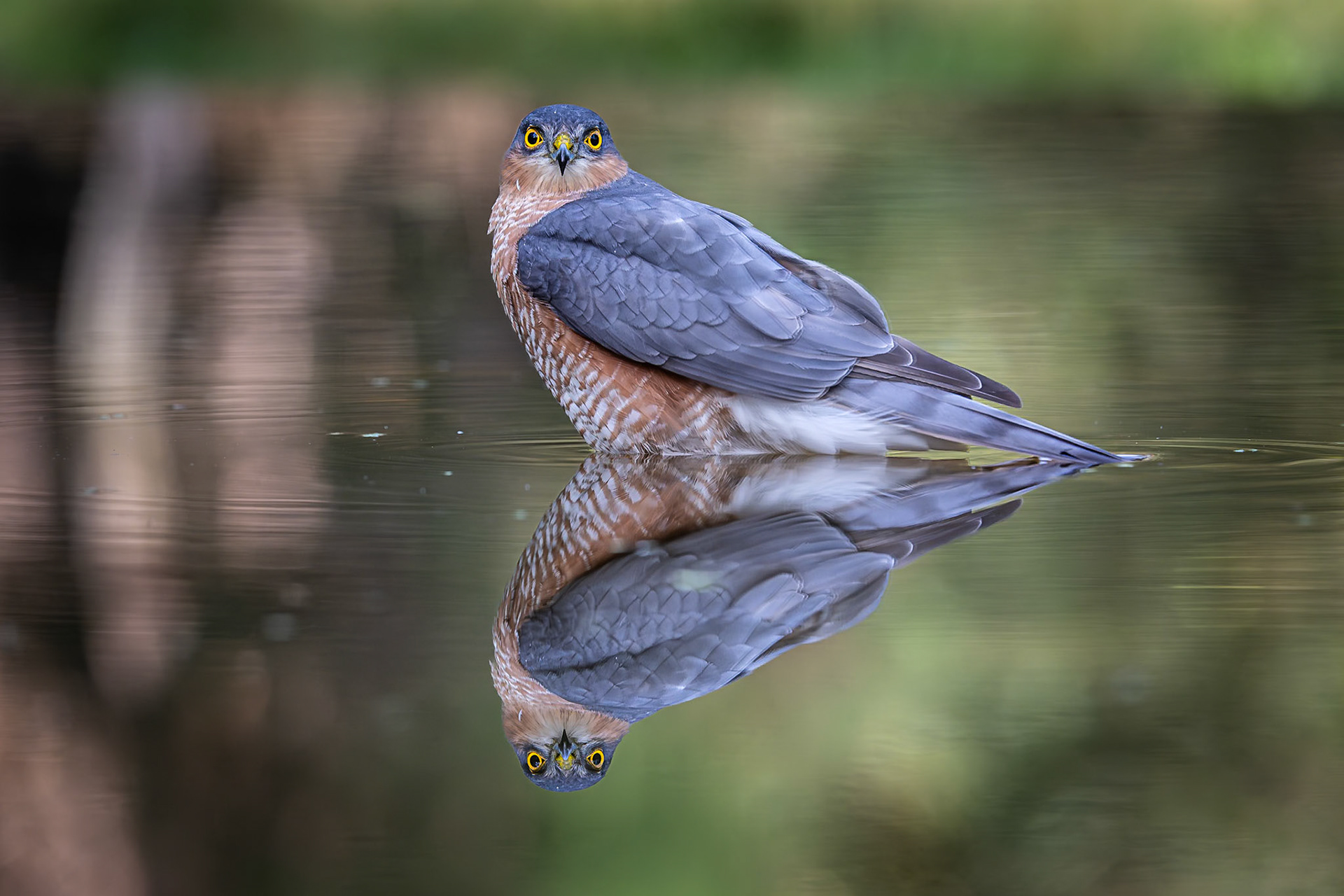 Sperwer / Eurasian sparrowhawk (Accipiter nisus)