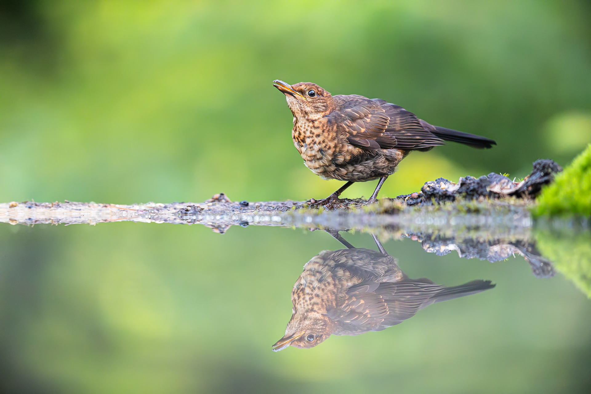 Merel / Common Blackbird (Turdus merula)