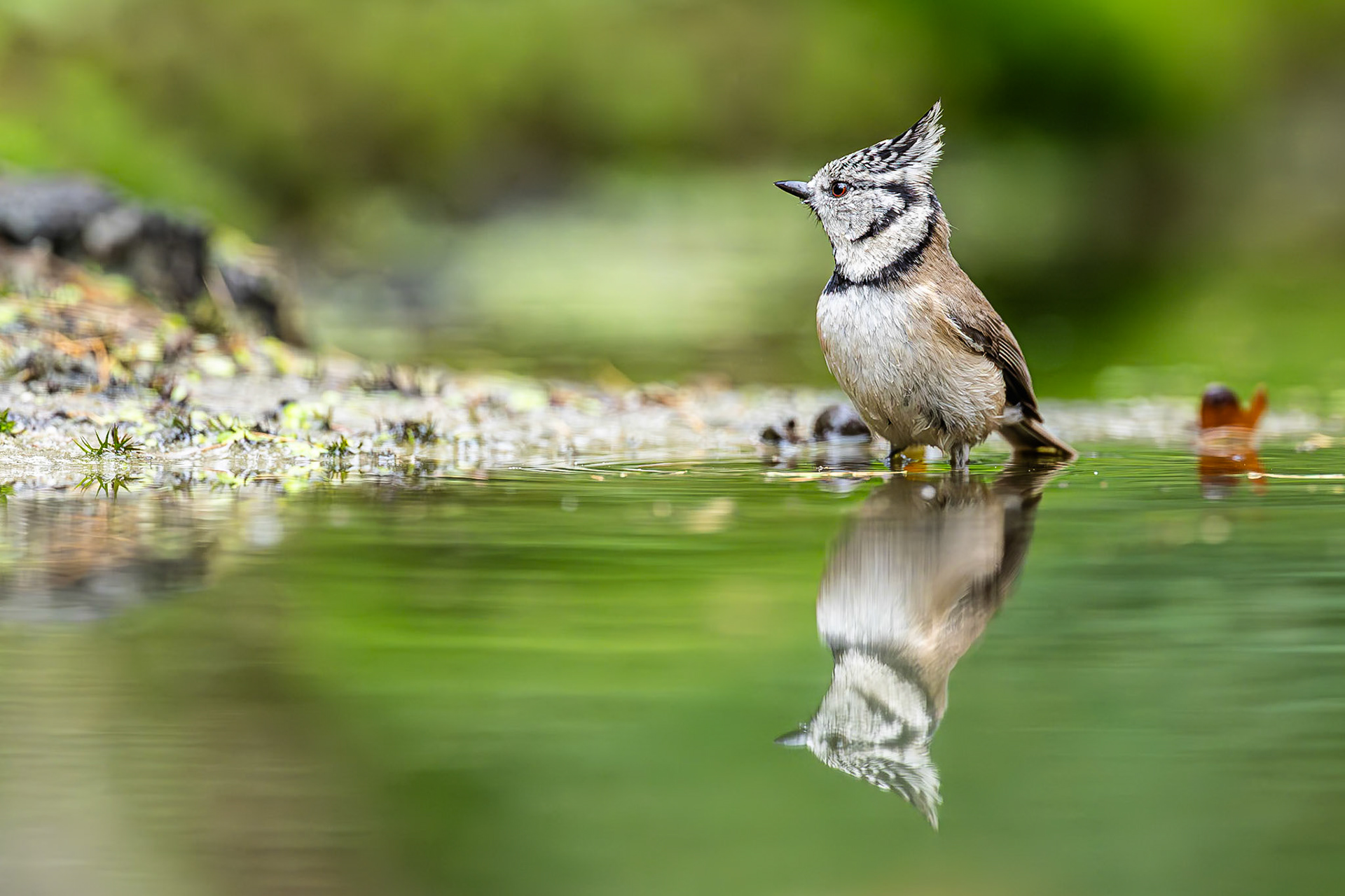 Kuifmees / Crested tit (Lophophanes cristatus)