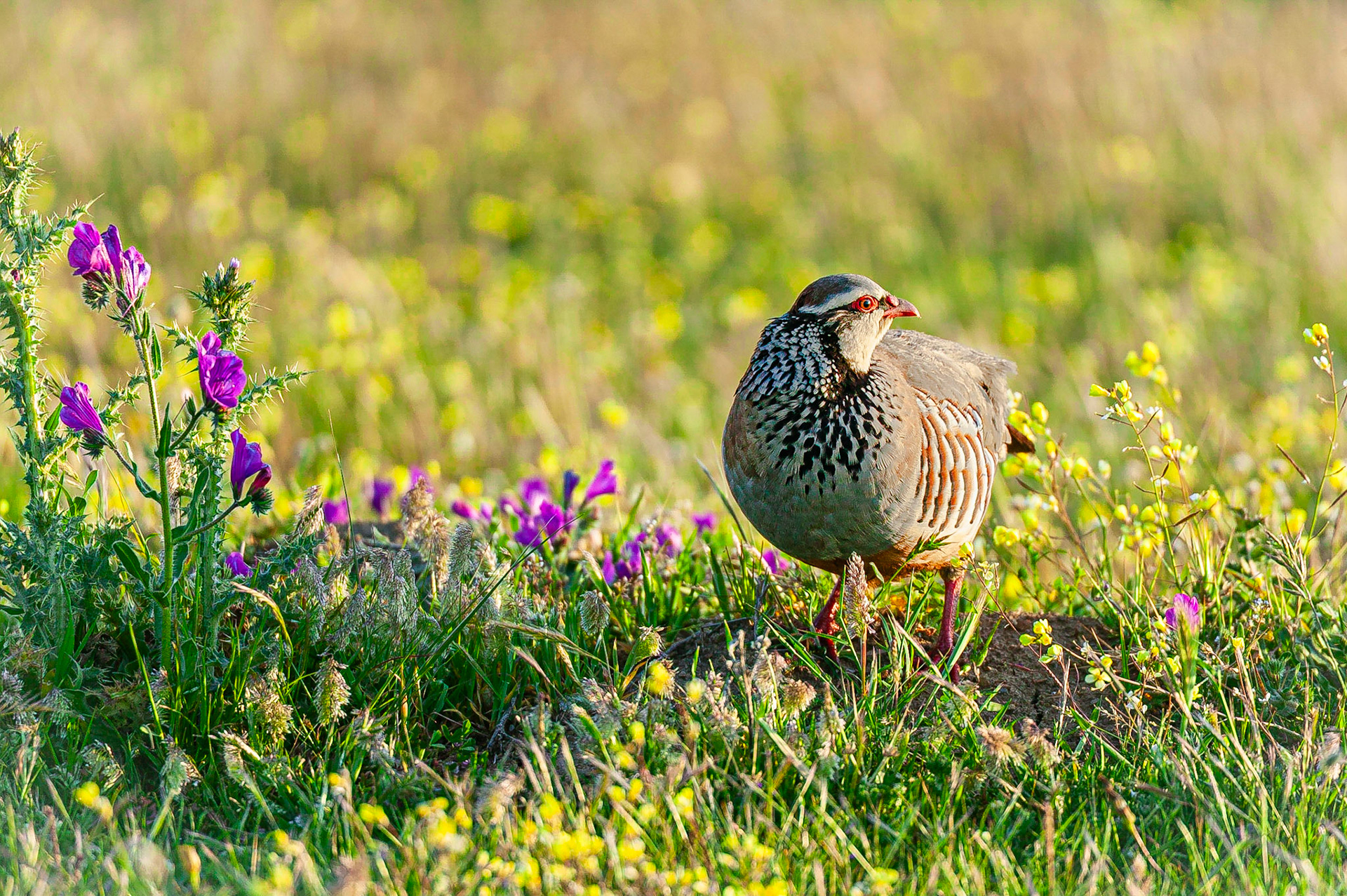 Rode Patrijs / Red-legged Partridge (Alectoris rufa)