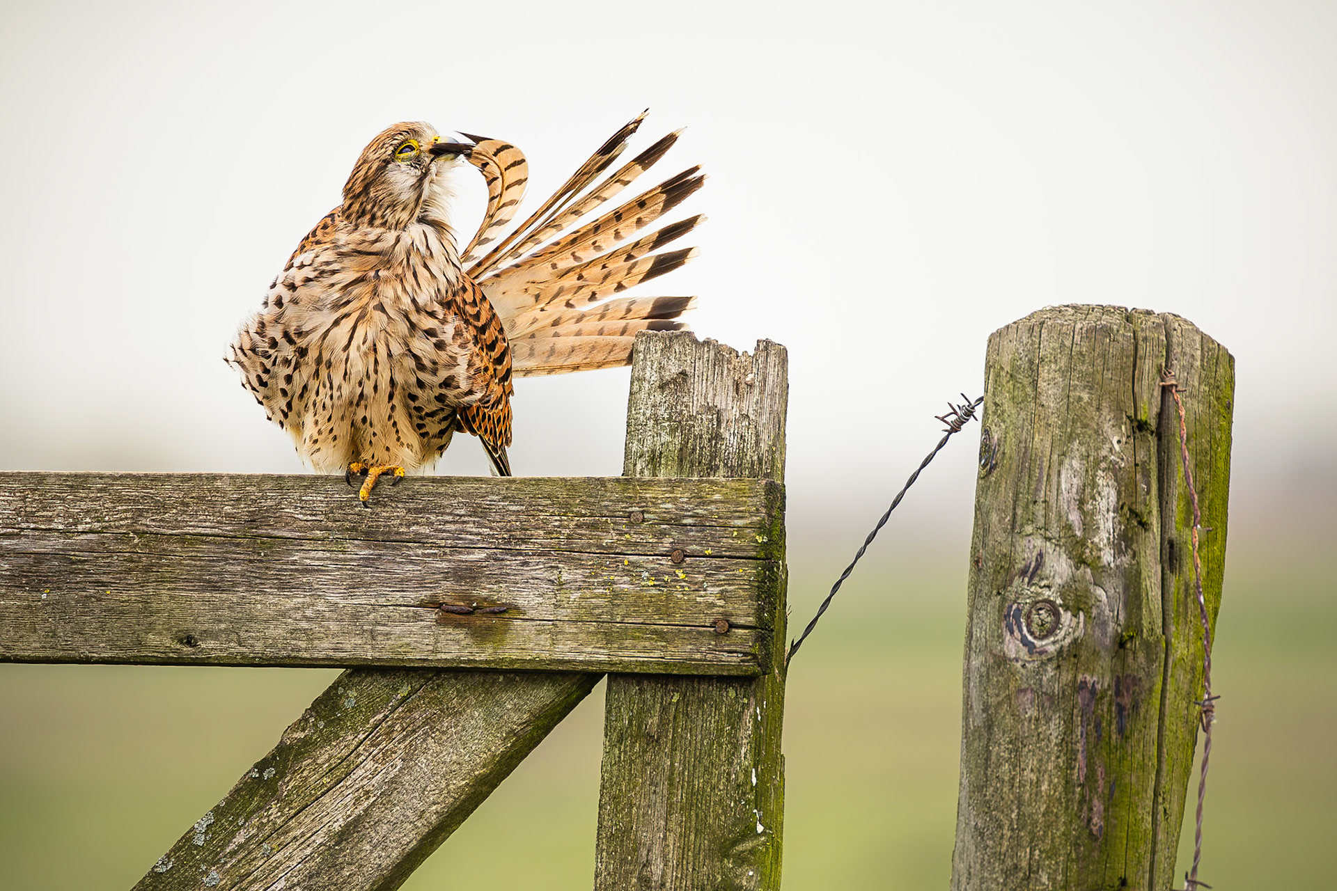 Torenvalk / Common kestrel (Falco tinnunculus)
