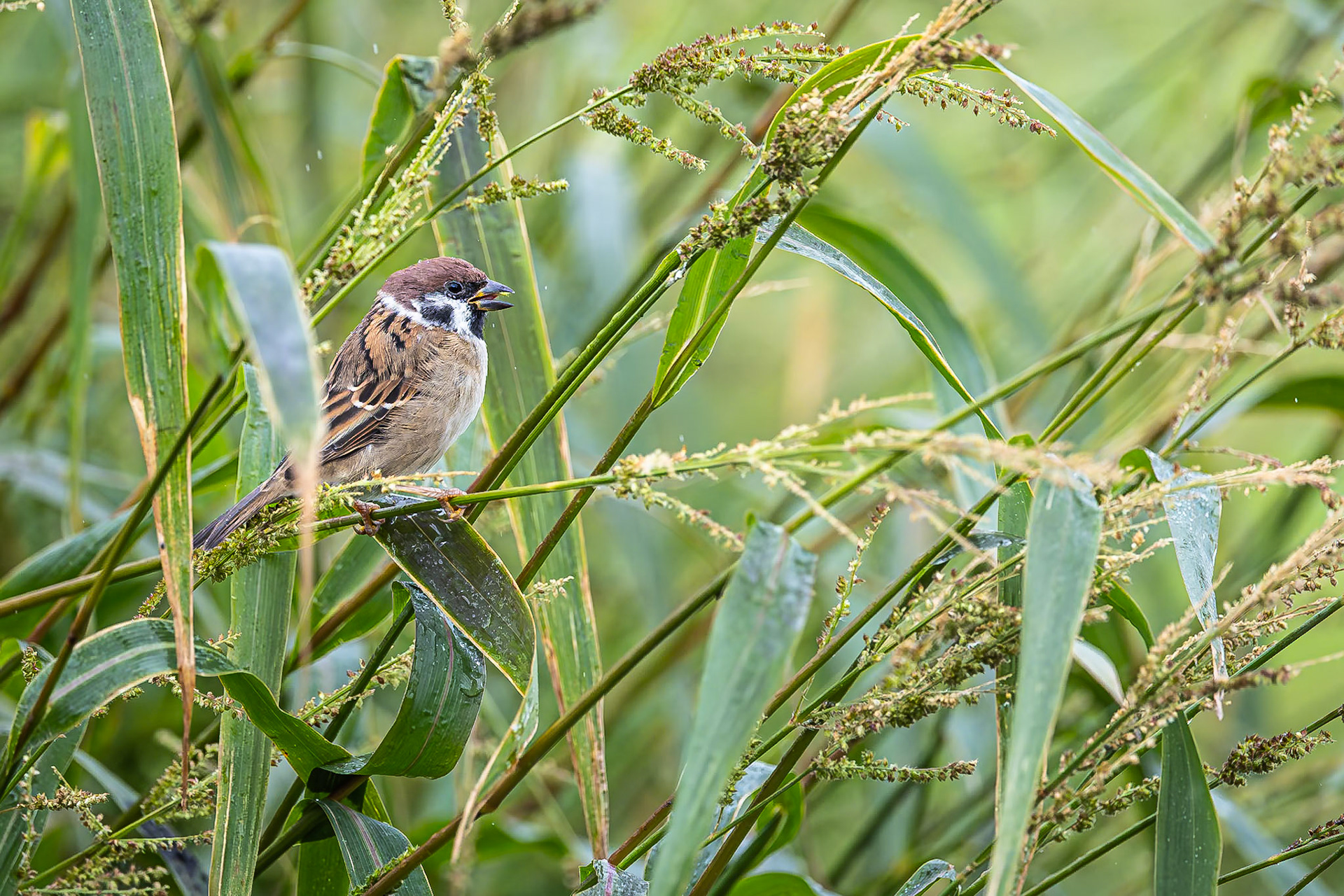 Ringmus / Eurasian tree sparrow (Passer montanus)