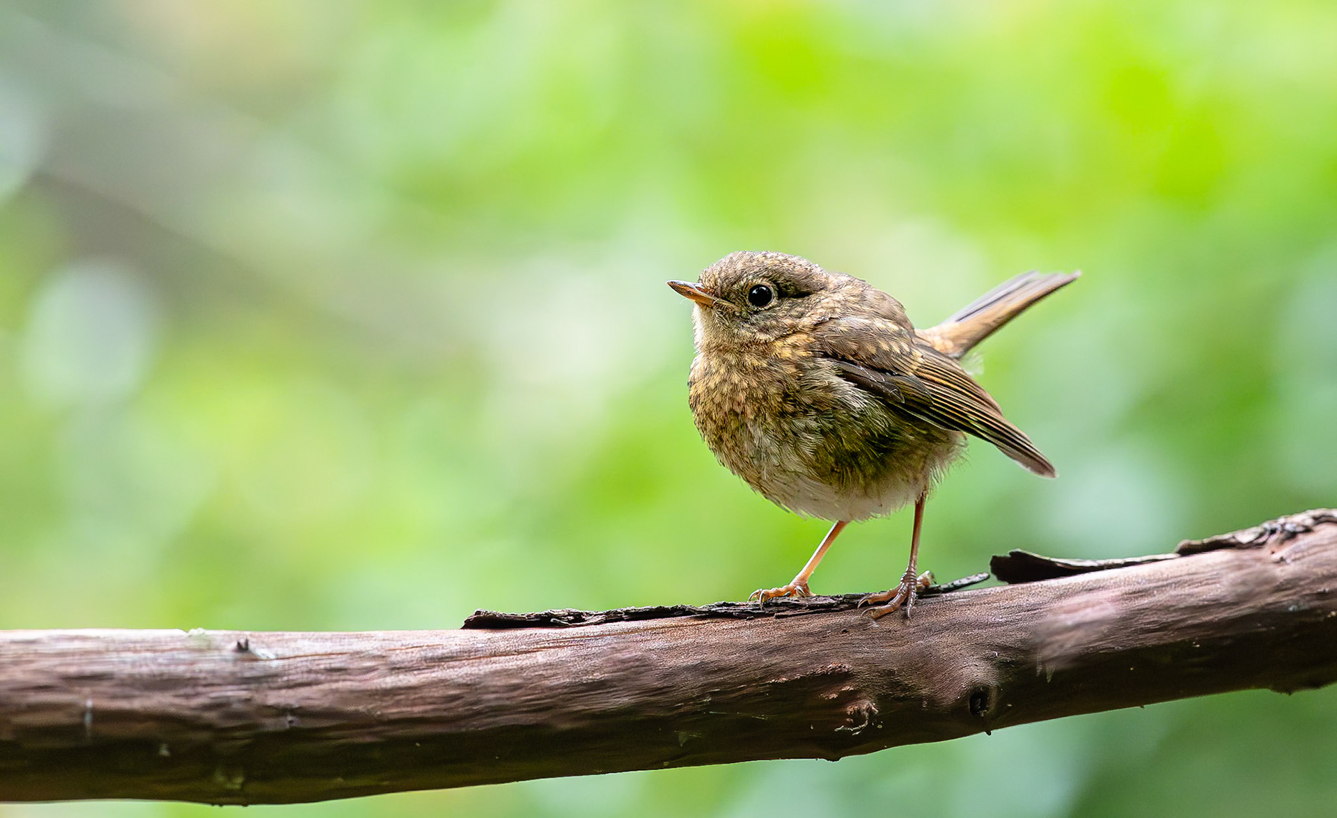 Roodborstje / European Robin (Erithacus rubecula)