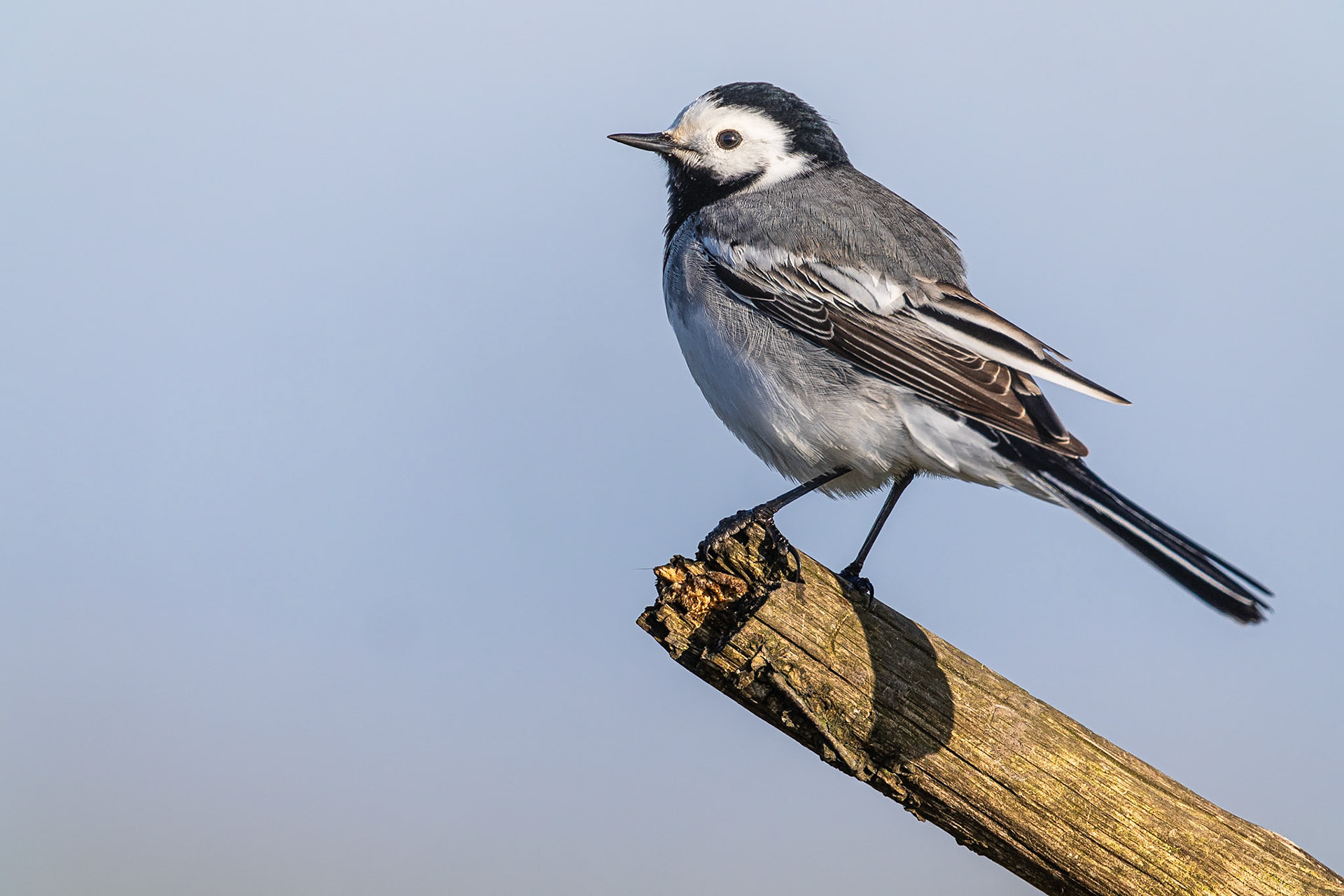 Witte Kwikstaart / White wagtail (Motacilla alba alba)