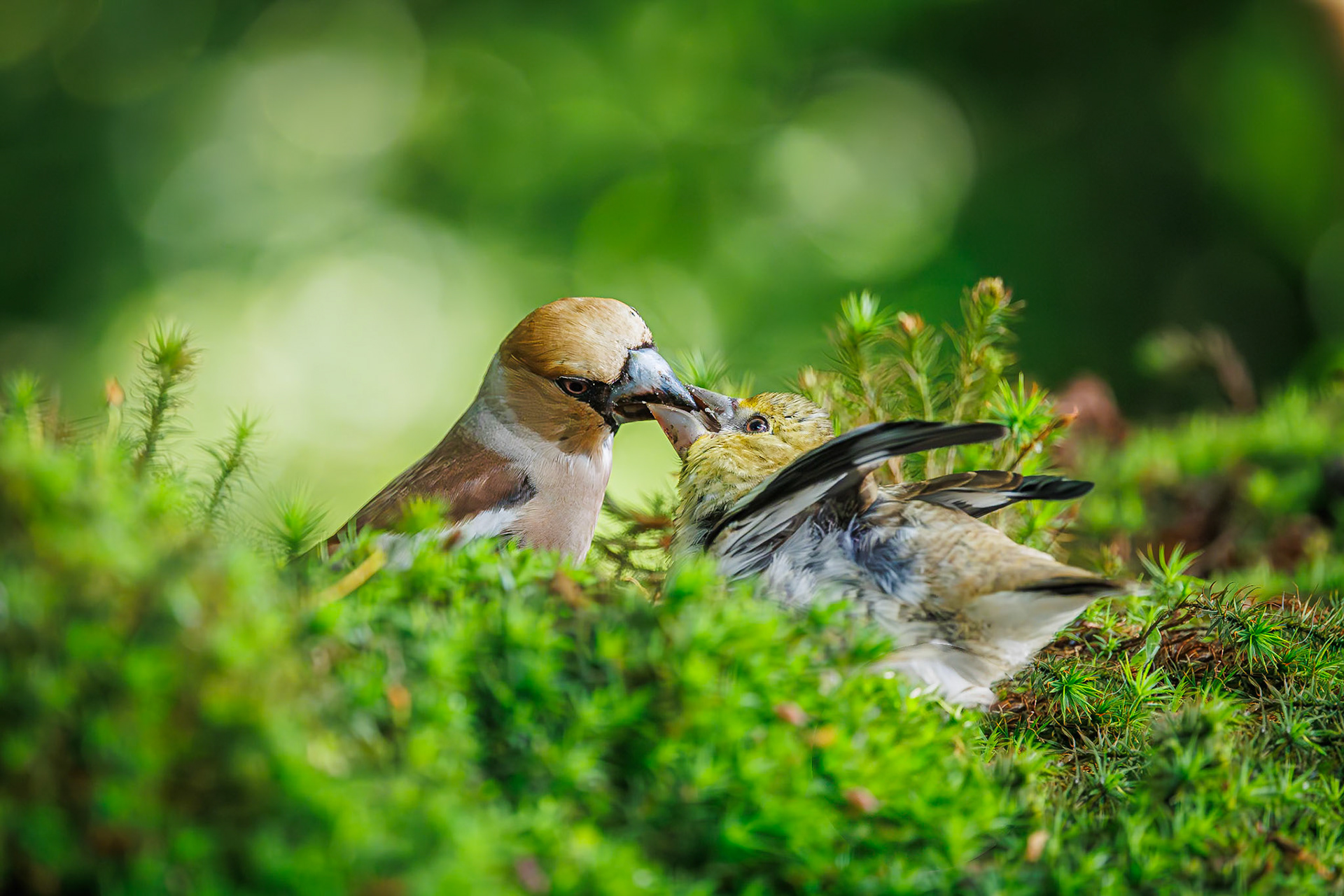 Appelvink / Hawfinch (Coccothraustes coccothraustes)