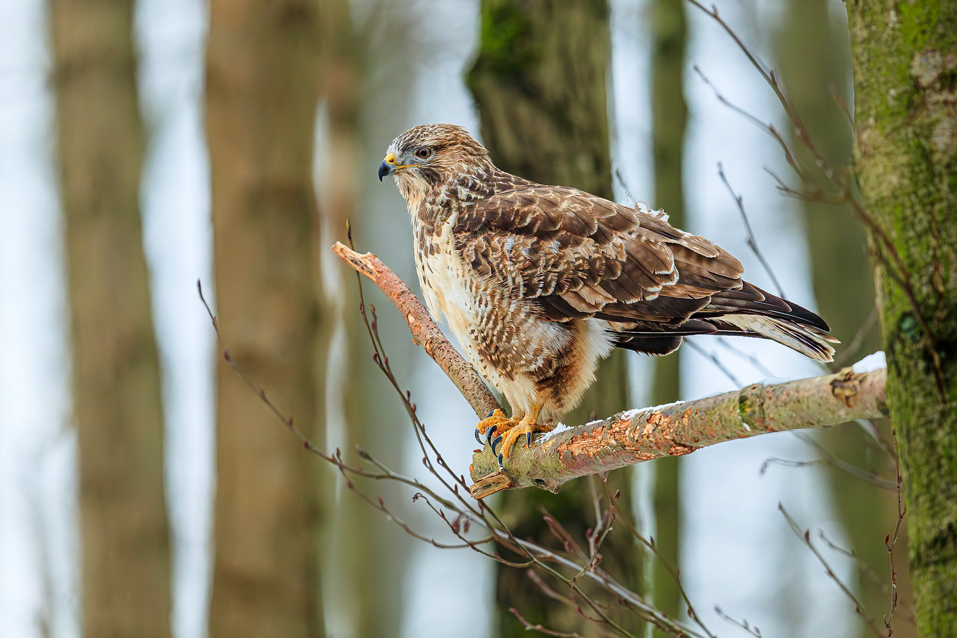 Buizerd / Common buzzard (Buteo buteo)