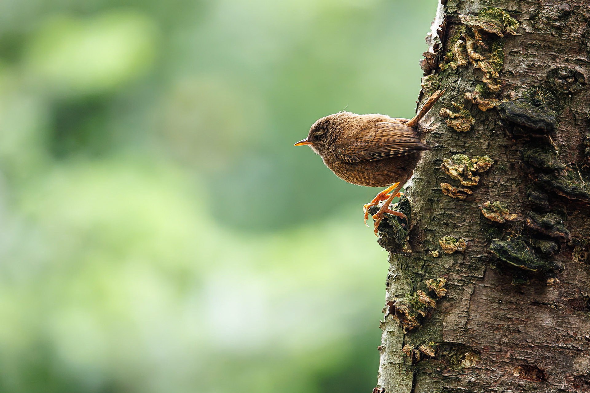 Winterkoninkje / Eurasian wren (Troglodytes troglodytes)