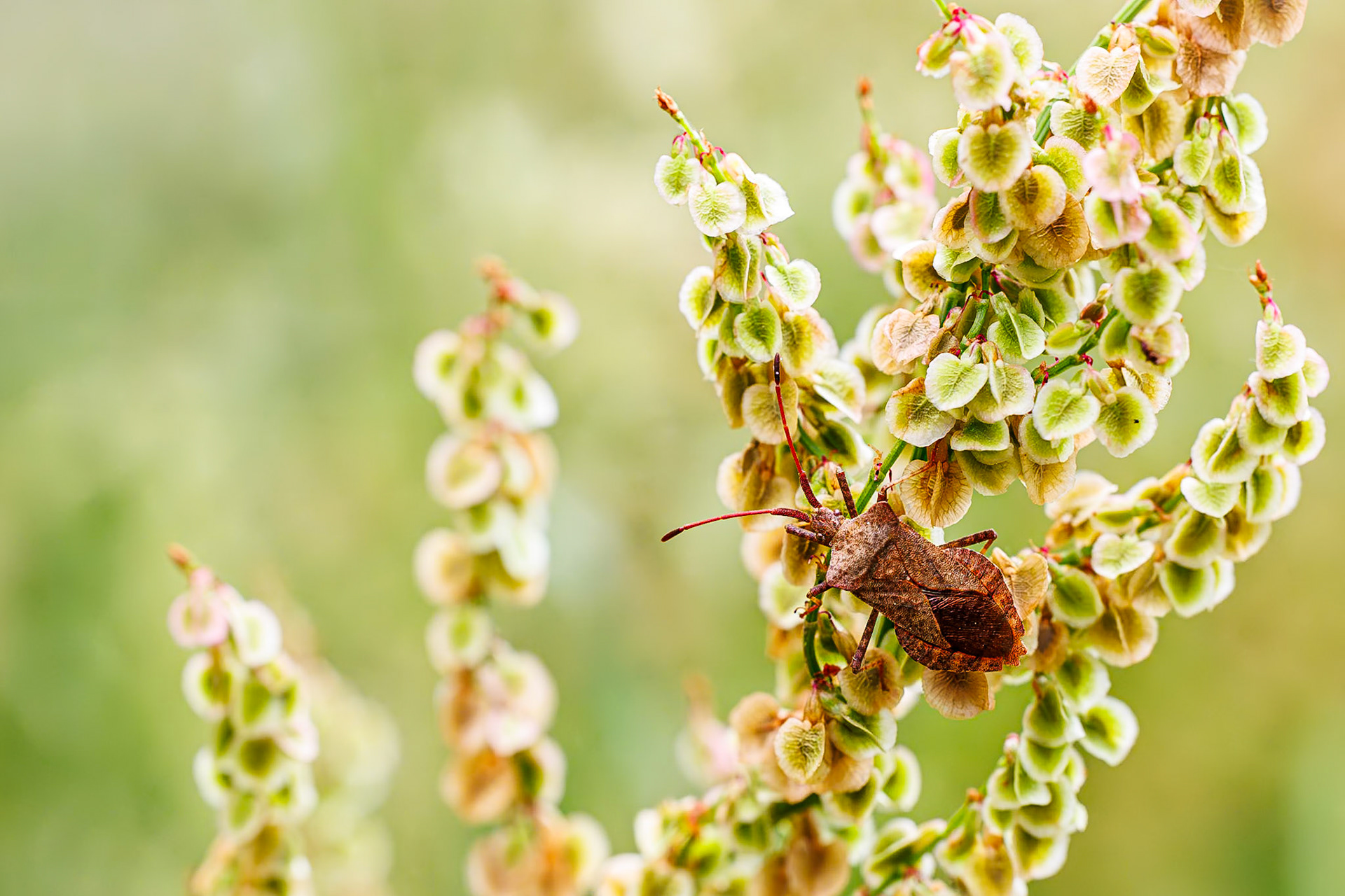 Zuringrandwants / Dock bug (Coreus marginatus)