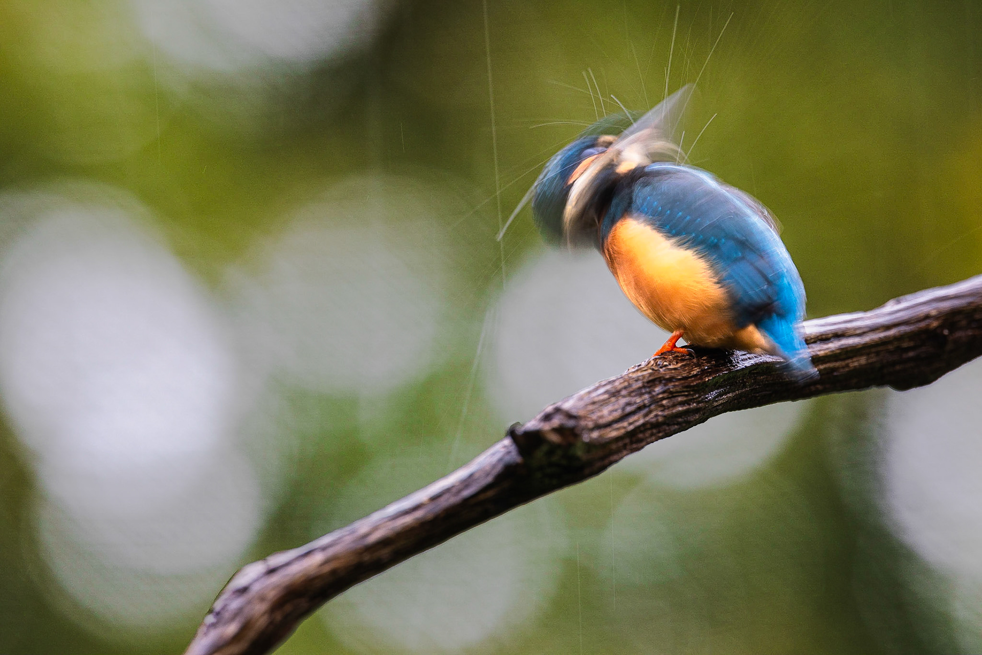 IJsvogel / Common kingfisher (Alcedo atthis)