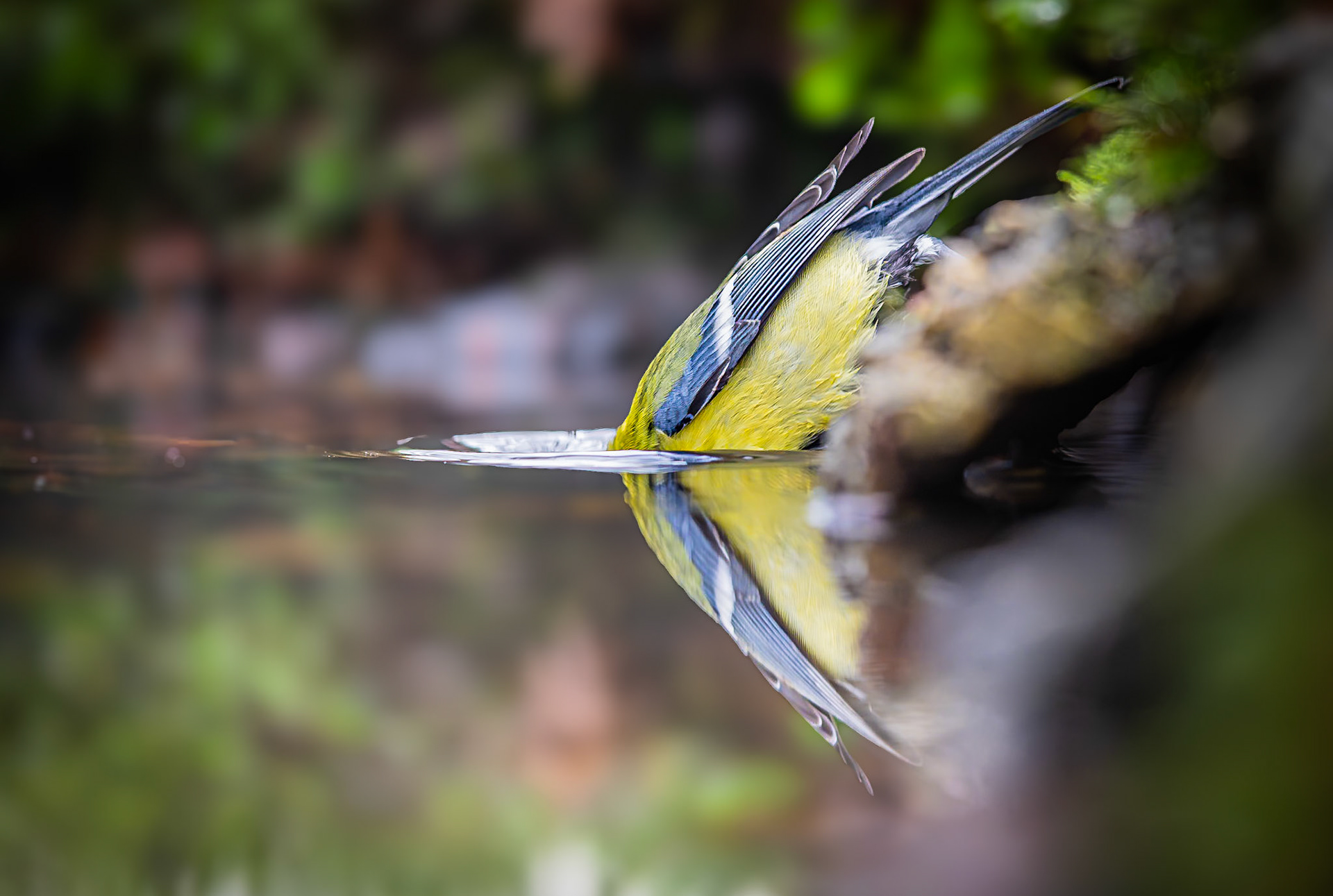 Koolmees / Great tit (Parus major)