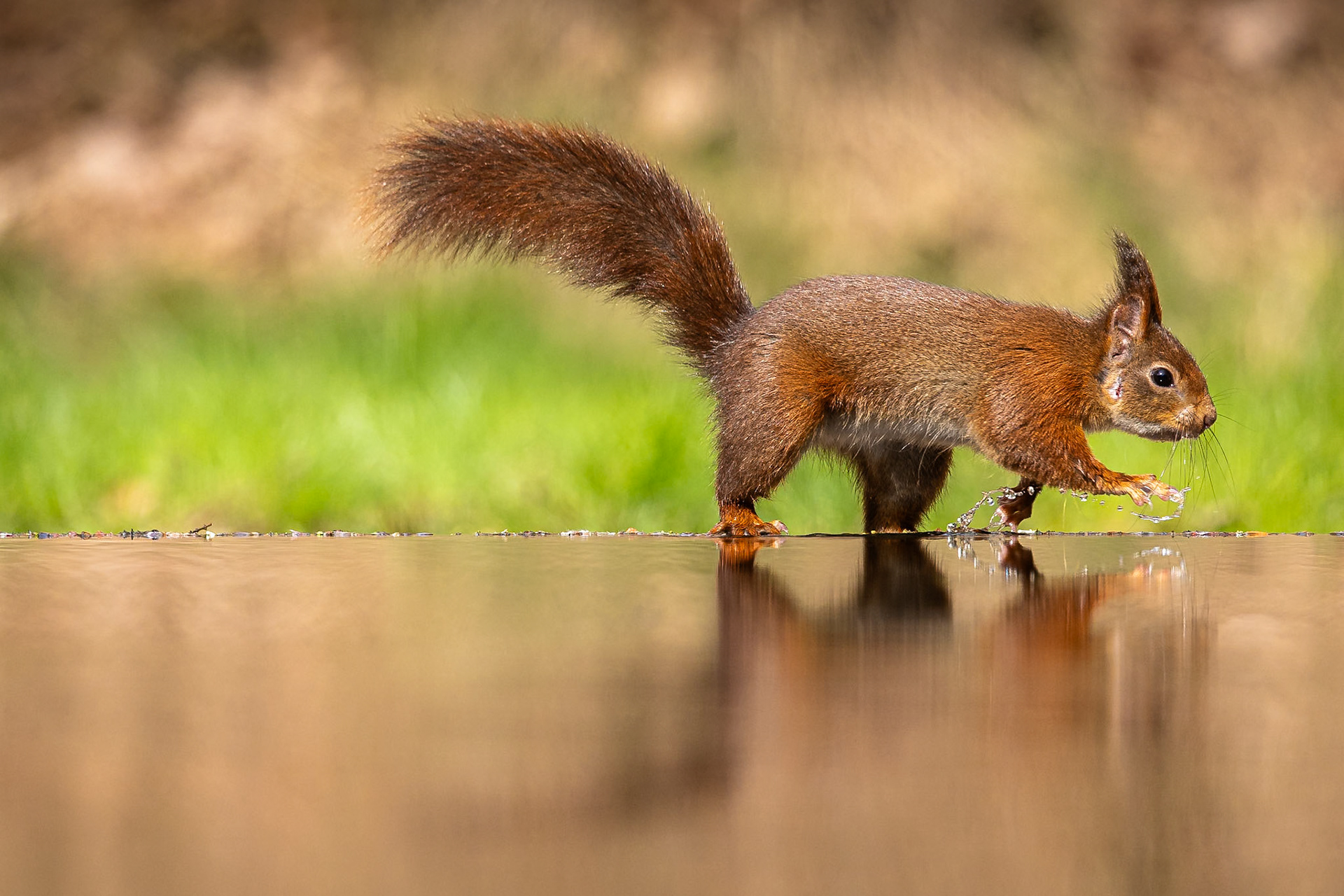 Eekhoorn / Eurasian red squirrel (Sciurus vulgaris)