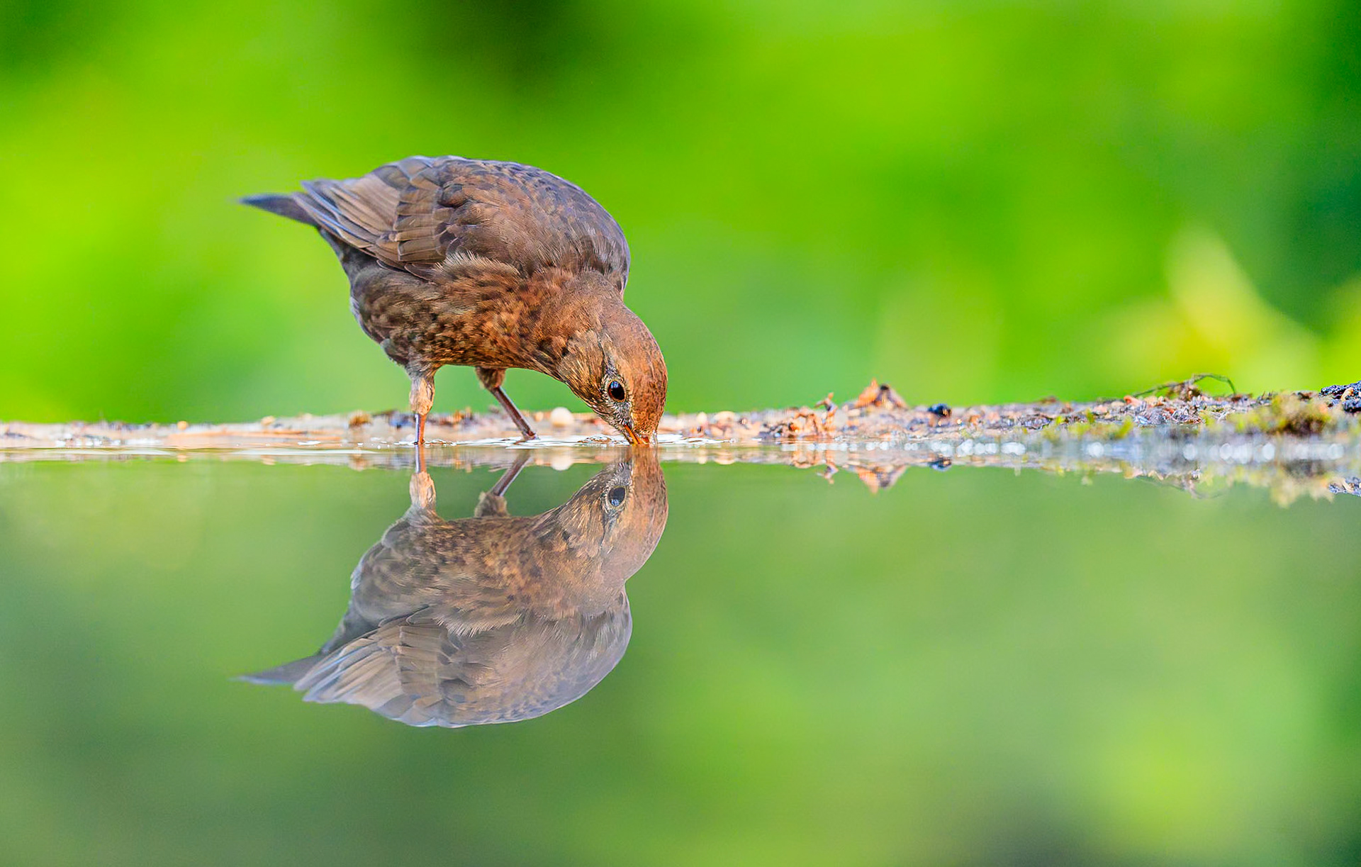 Merel / Common Blackbird (Turdus merula)