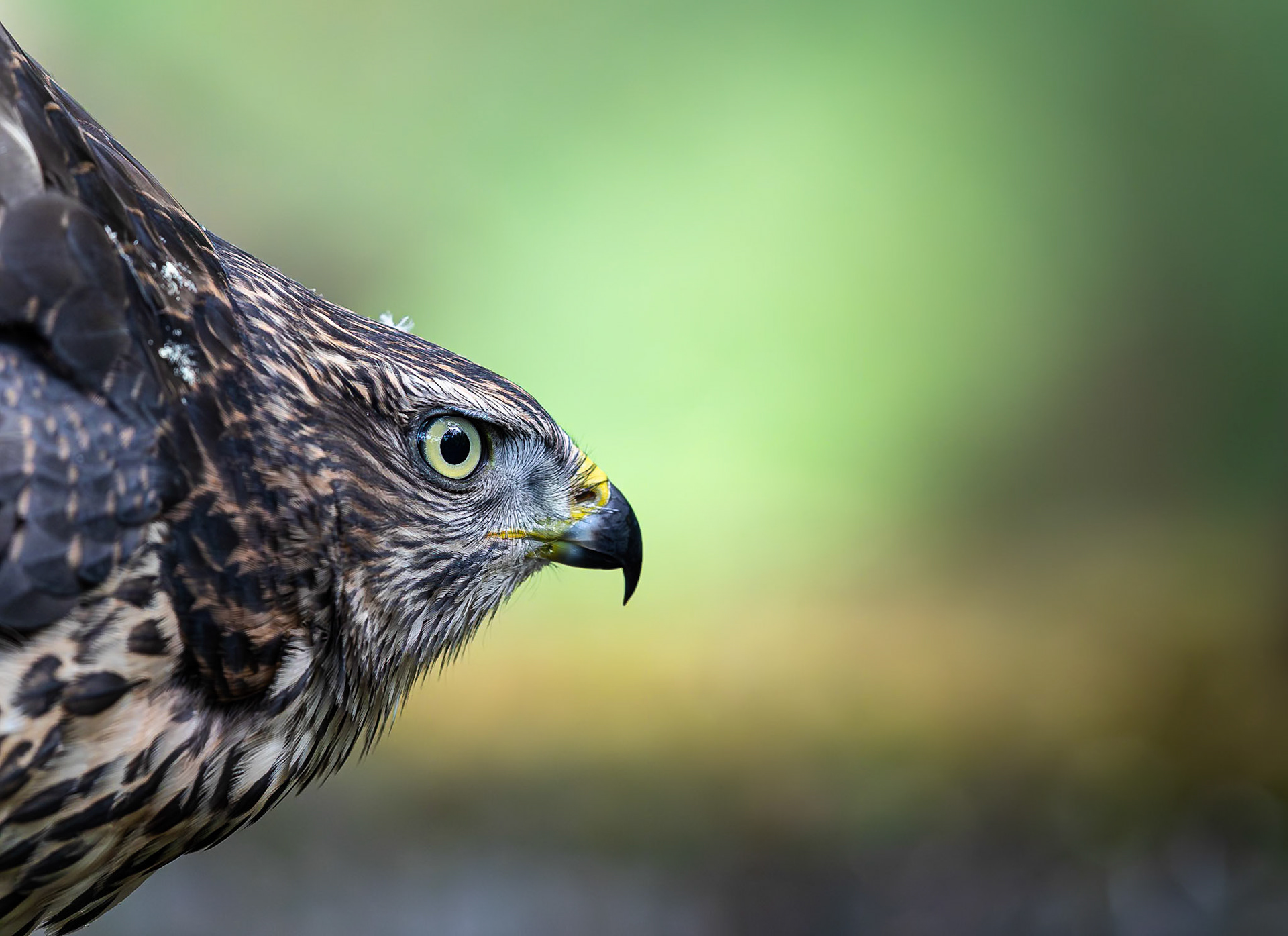 Havik / Northern Goshawk (Accipiter gentilis)