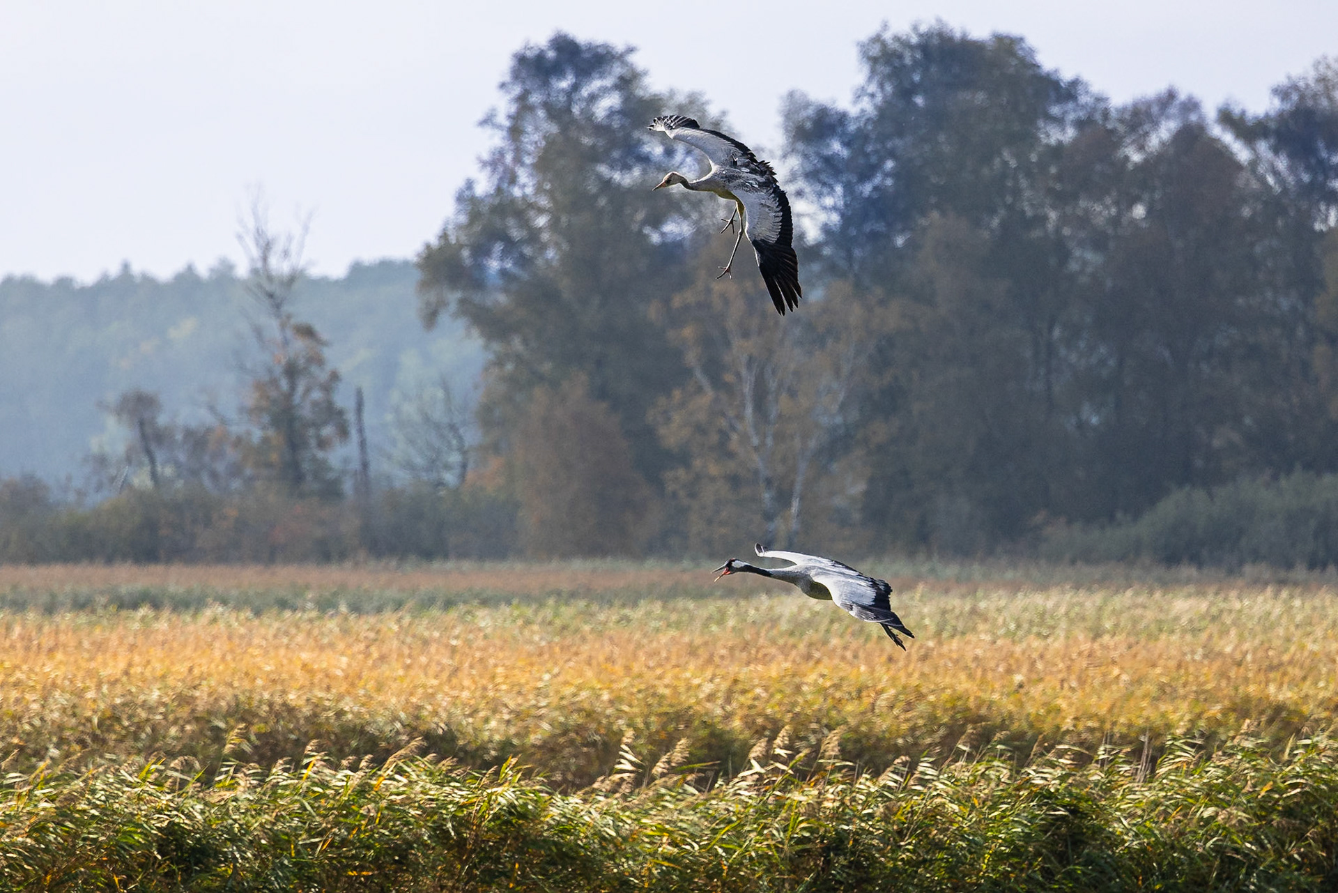 Kraanvogel / Common Crane (Grus grus)
