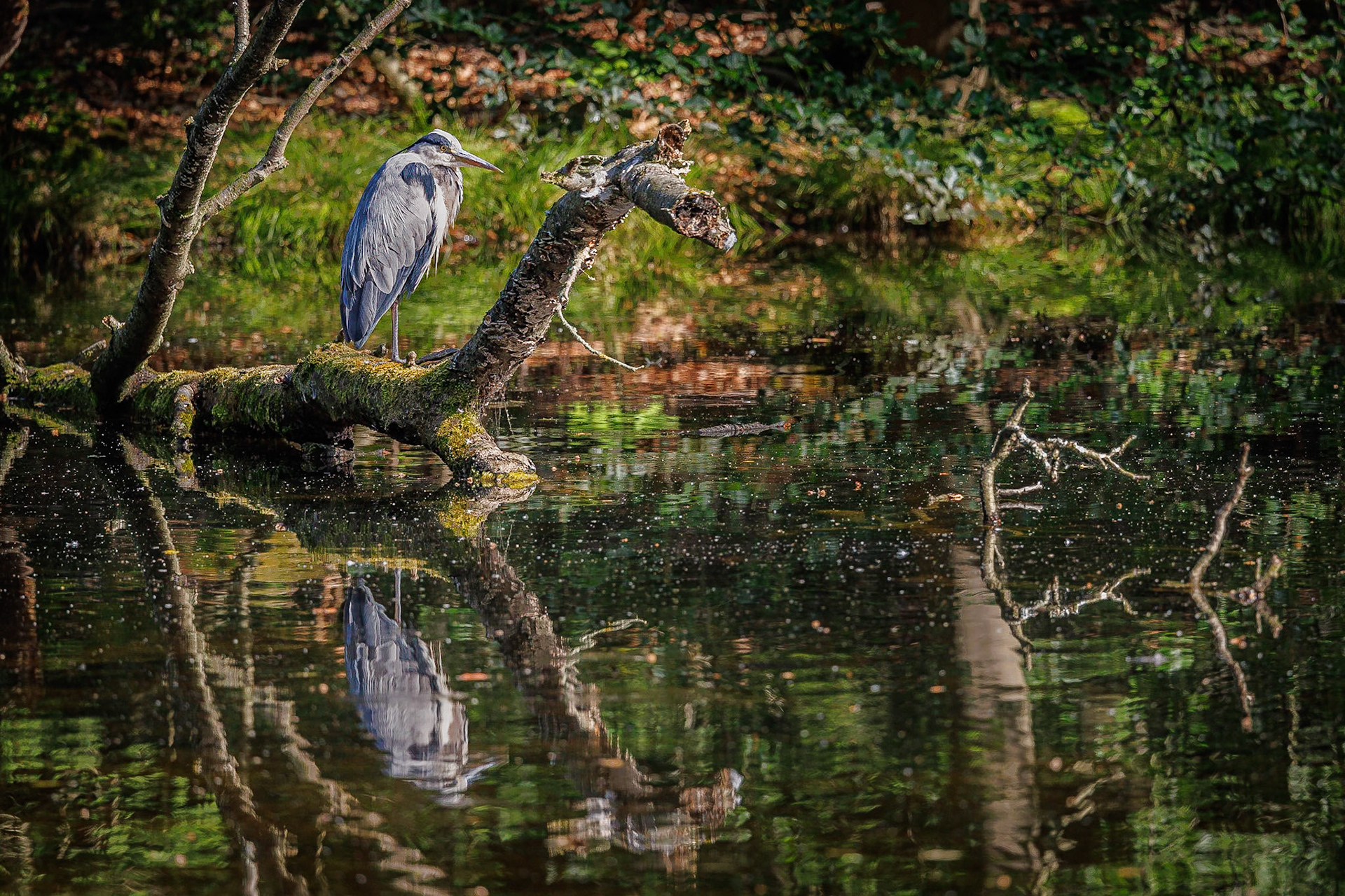 Blauwe reiger / Grey heron (Ardea cinerea)