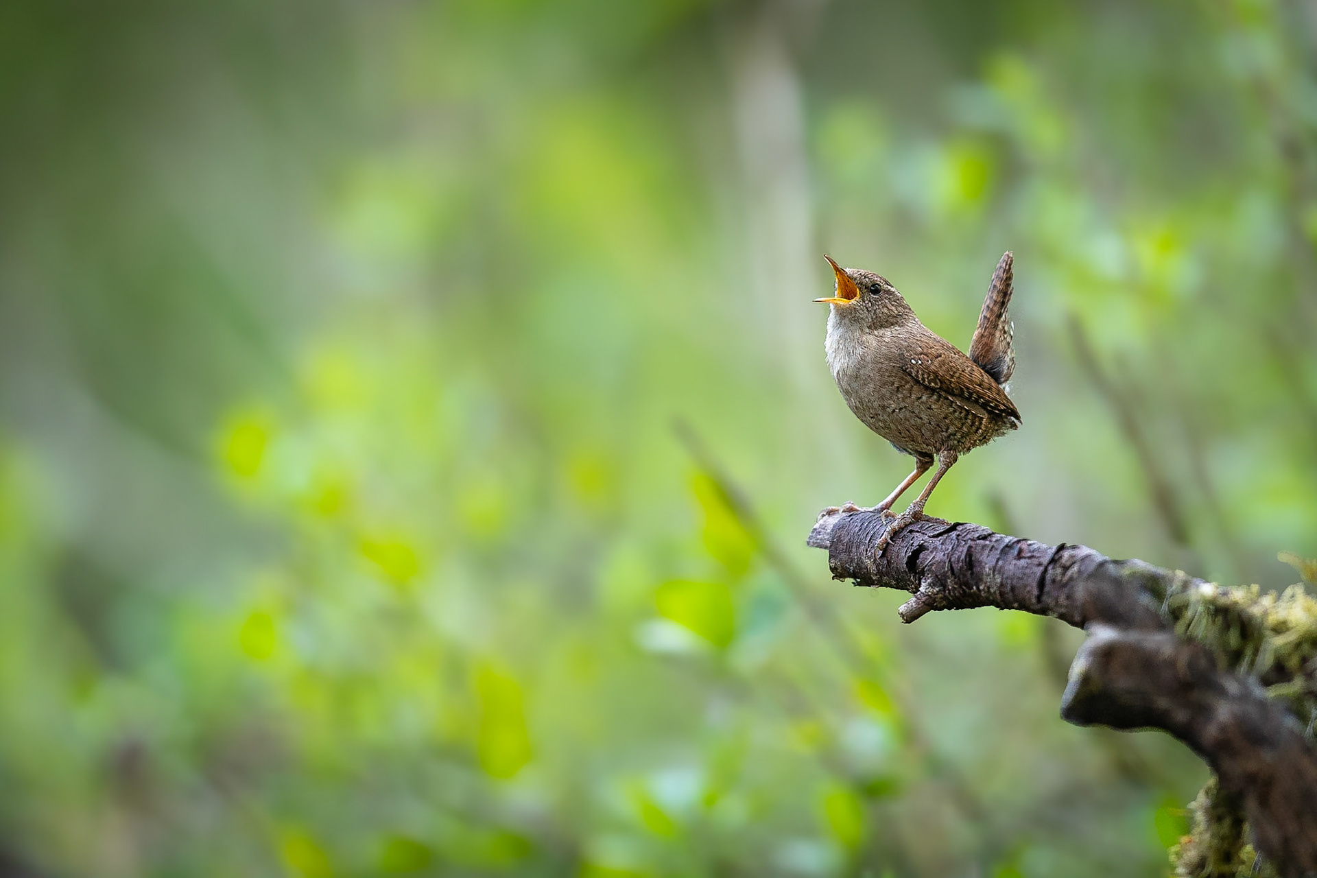 Winterkoninkje / Eurasian wren (Troglodytes troglodytes)