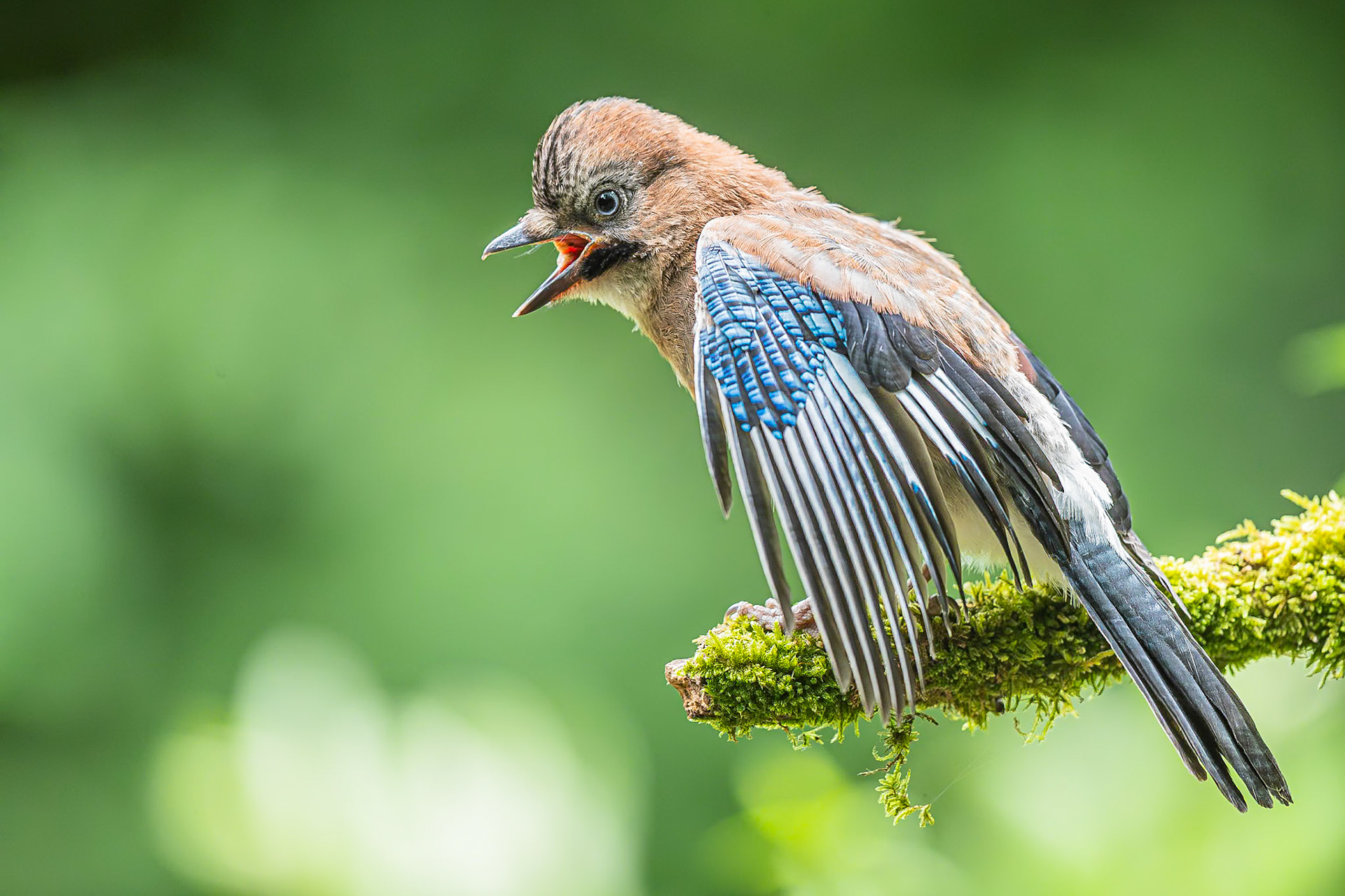 Gaai / Eurasian jay (Garrulus glandarius)