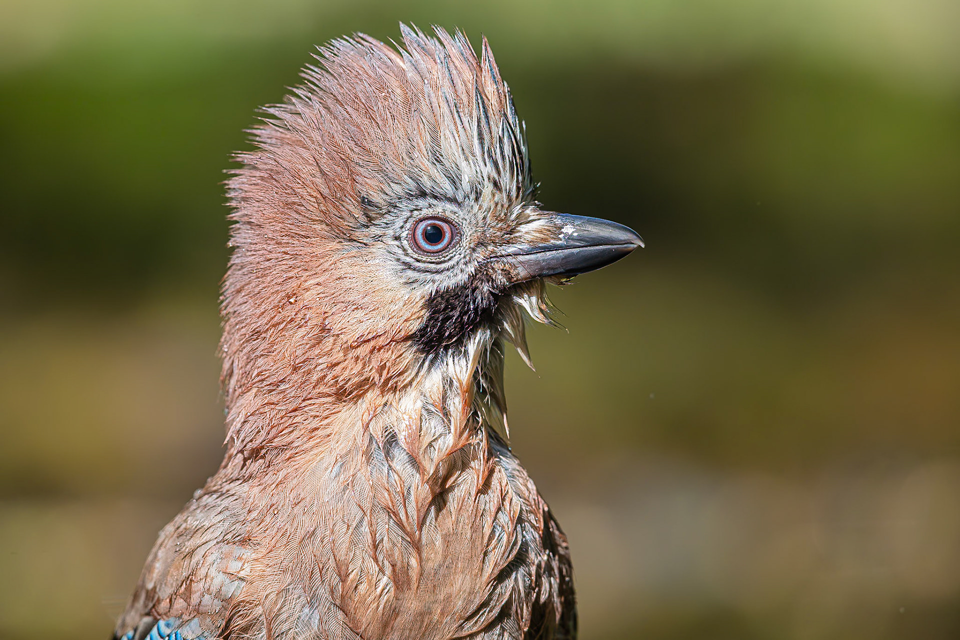 Gaai / Eurasian jay (Garrulus glandarius)