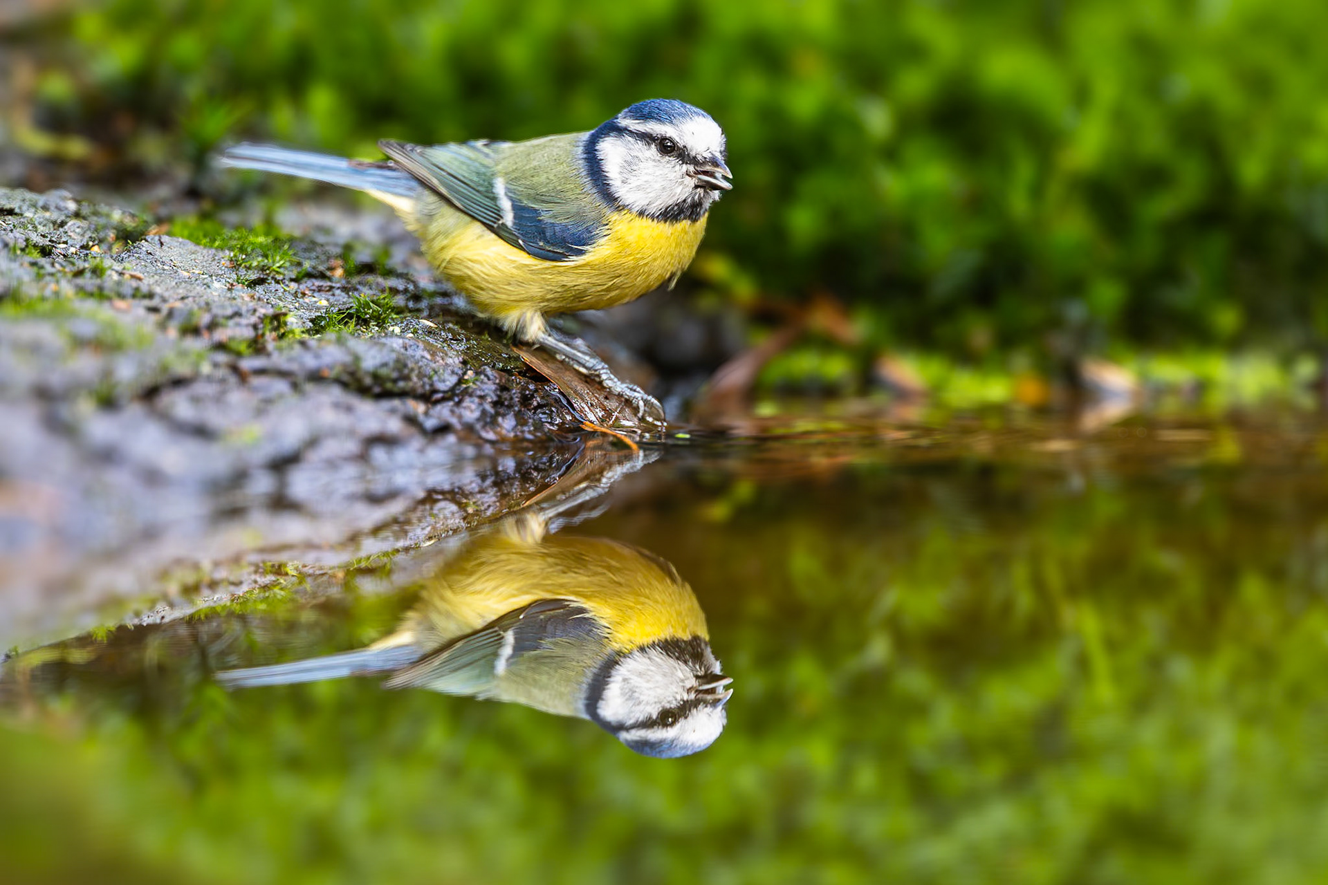 Pimpelmees / Eurasian blue tit (Parus caeruleus)