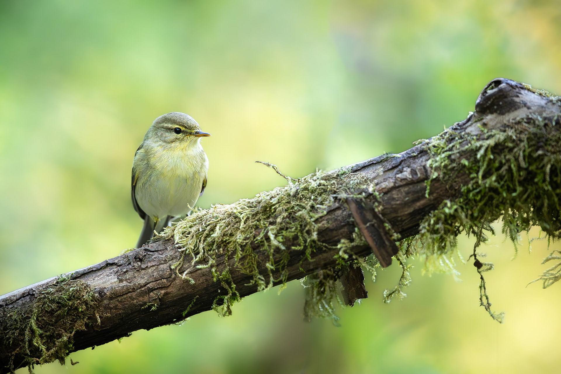 Tjiftjaf / Common chiffchaff (Phylloscopus collybita)