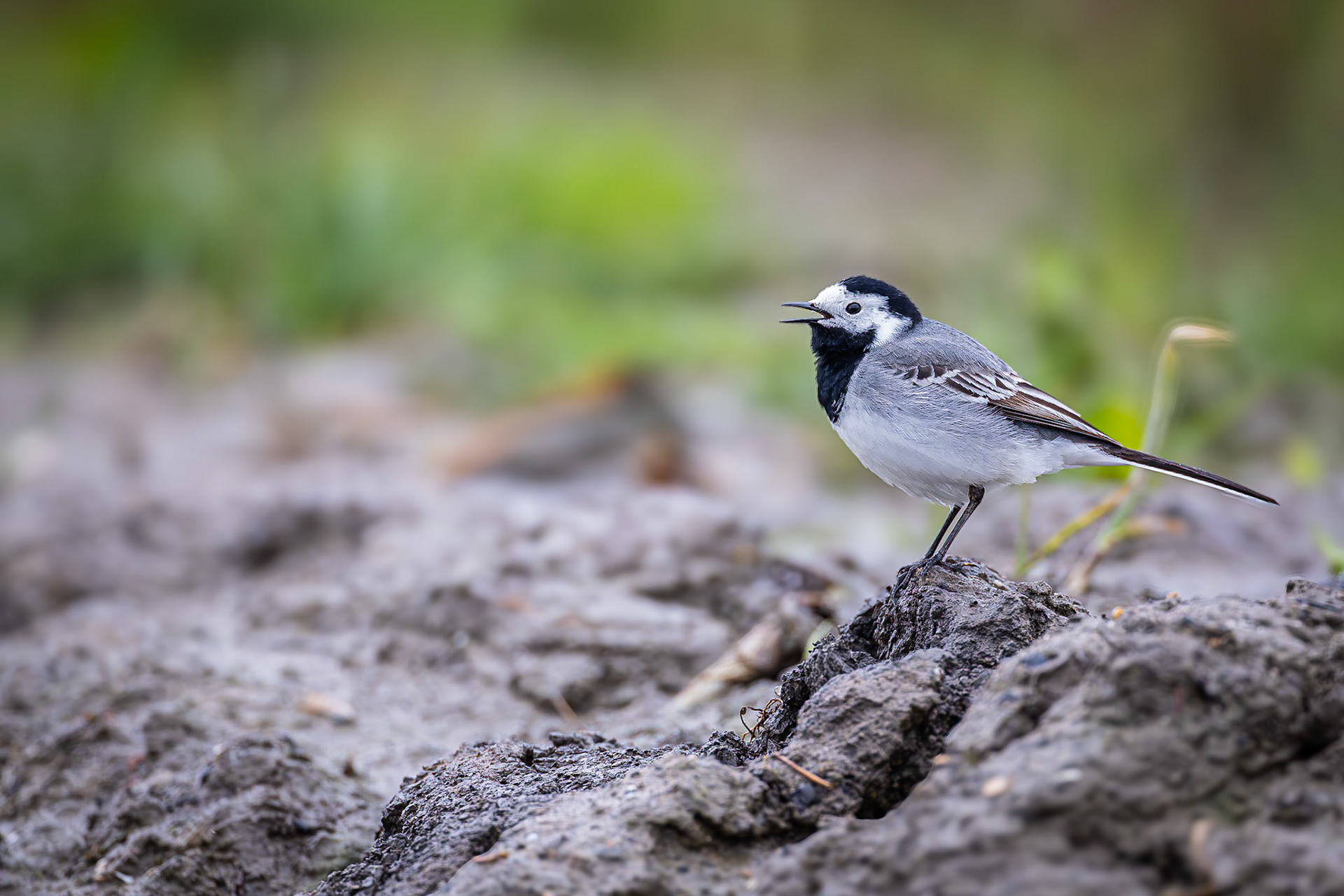 Witte Kwikstaart / White wagtail (Motacilla alba alba)