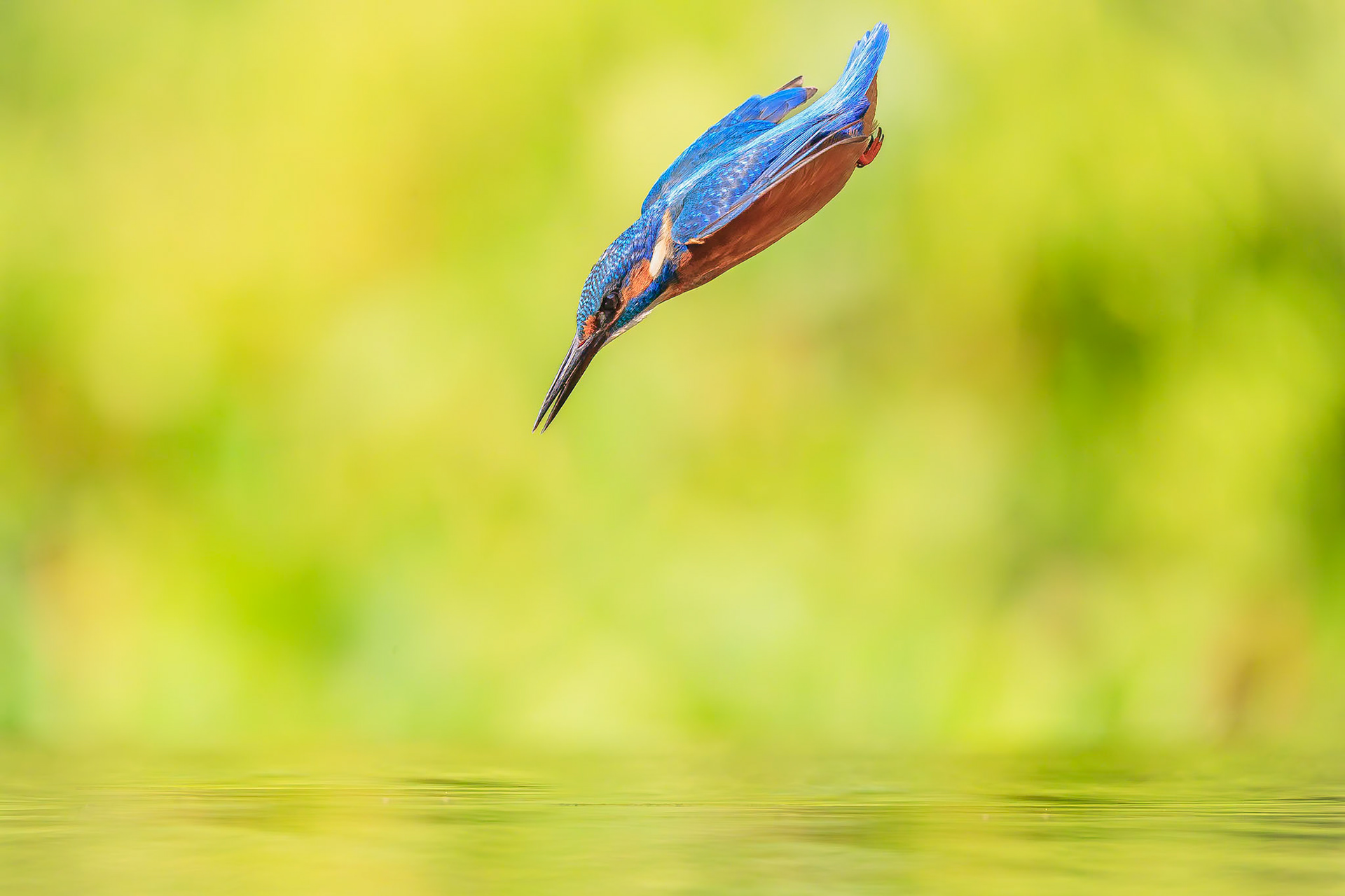 IJsvogel / Common kingfisher (Alcedo atthis)