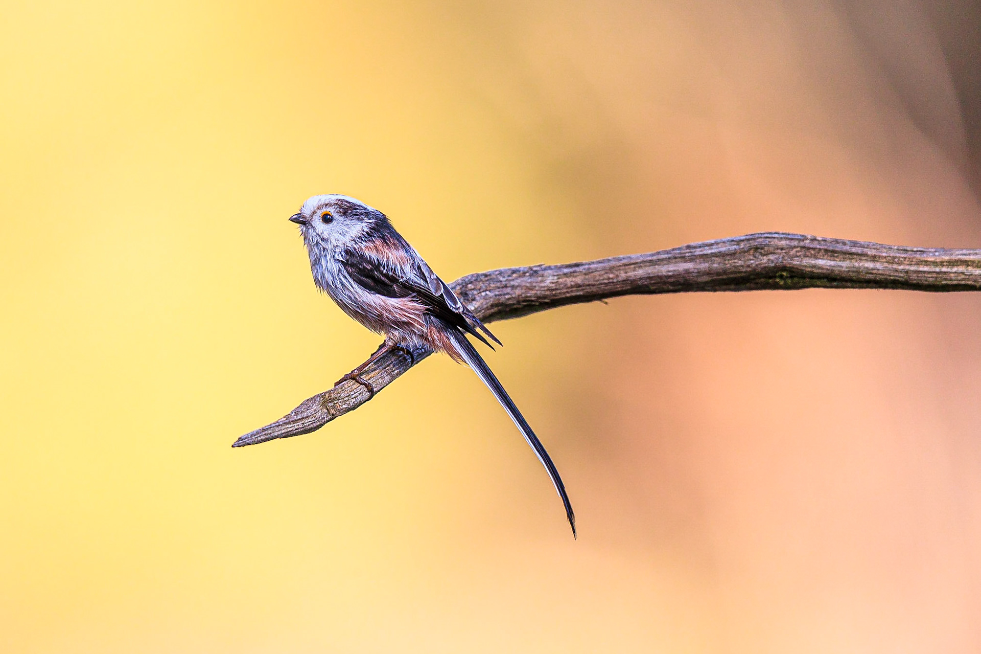Staartmees / Long-tailed tit (Aegithalos caudatus)