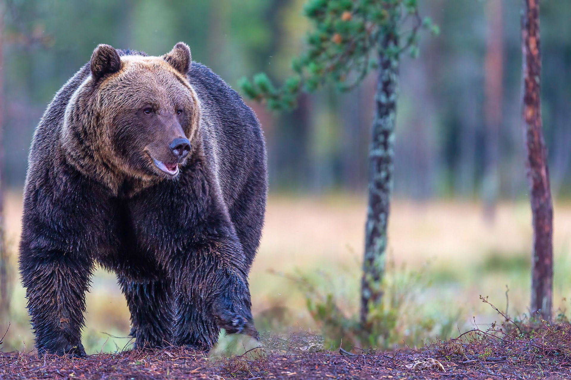Europese Bruine beer / Eurasian Brown bear (Ursus arctos arctos)