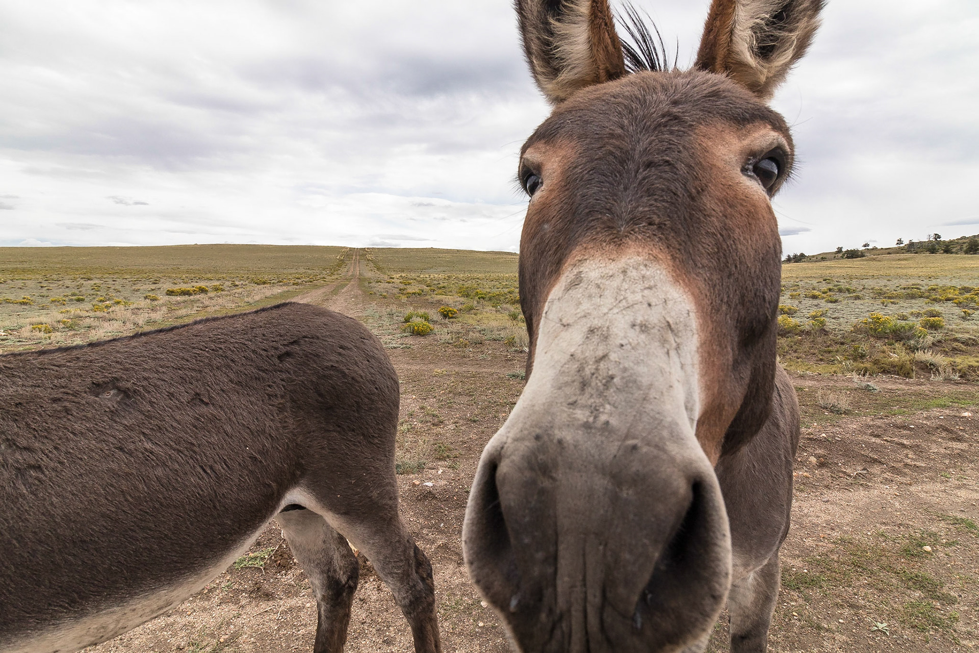 Wild Burro: These are the feral (descended from domestic stock that has gone wild over generations) asses which run wild in the Western part of the United States.