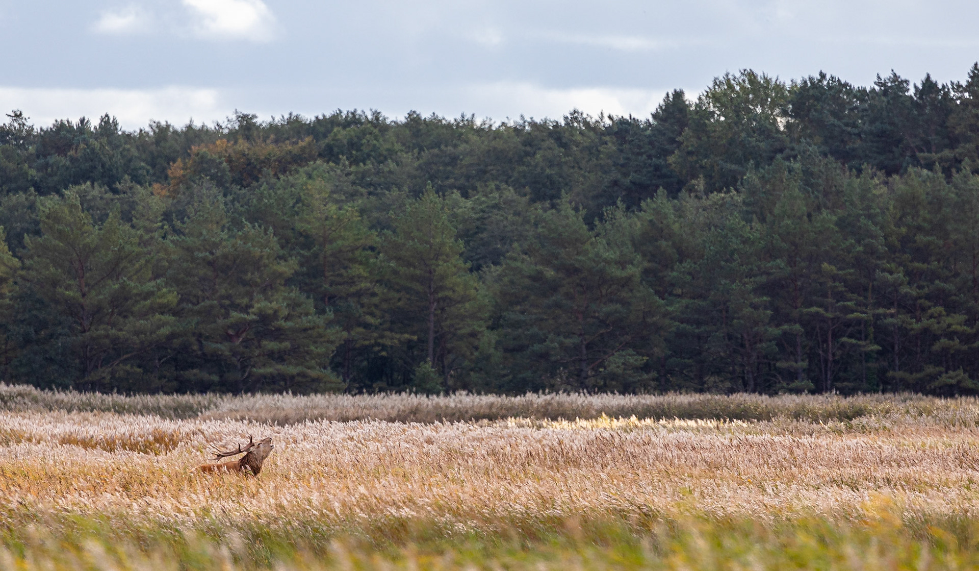 Edelhert / Red Deer  (Cervus elaphus)